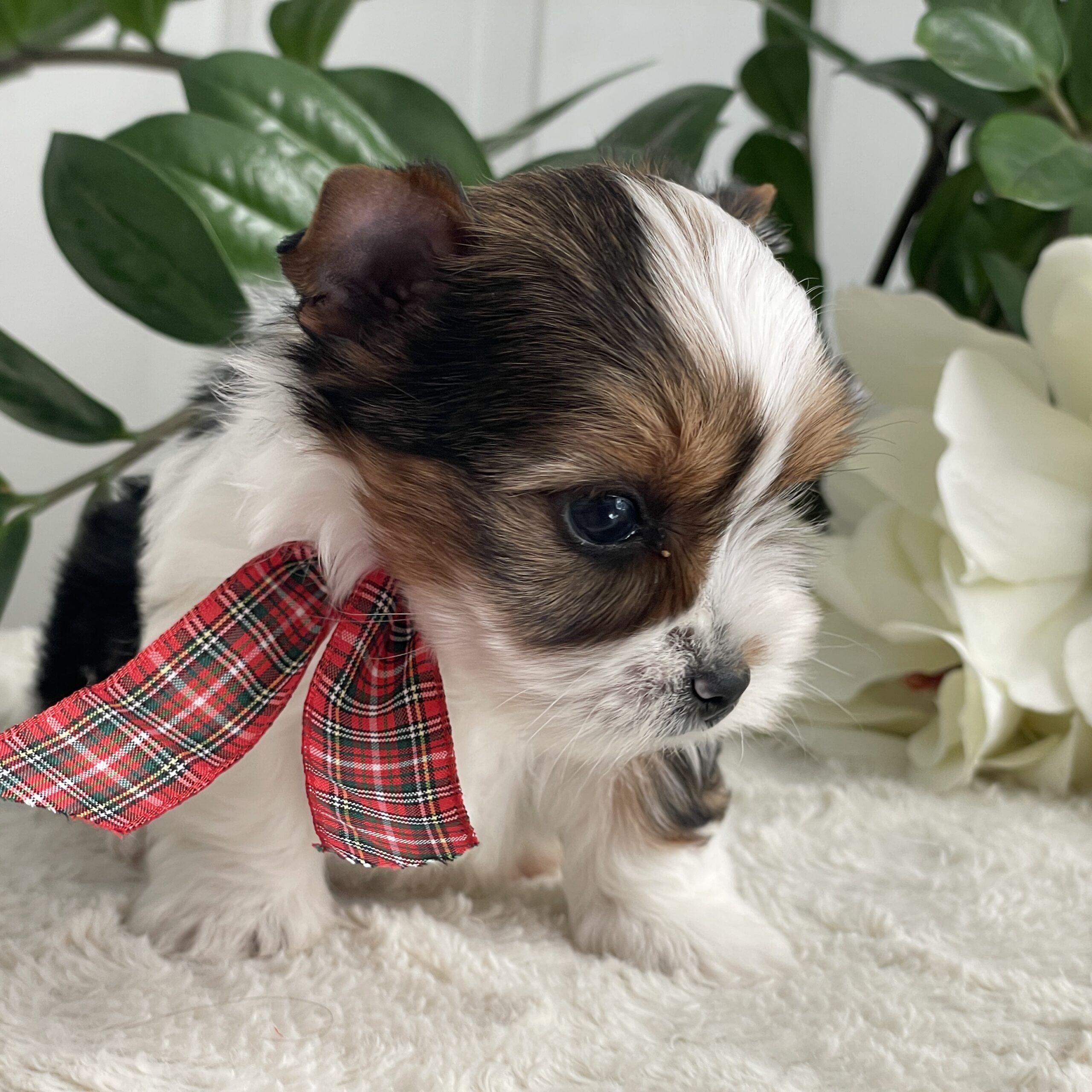 Pippin - Contented Puppies Paradise Pippin - Image 5