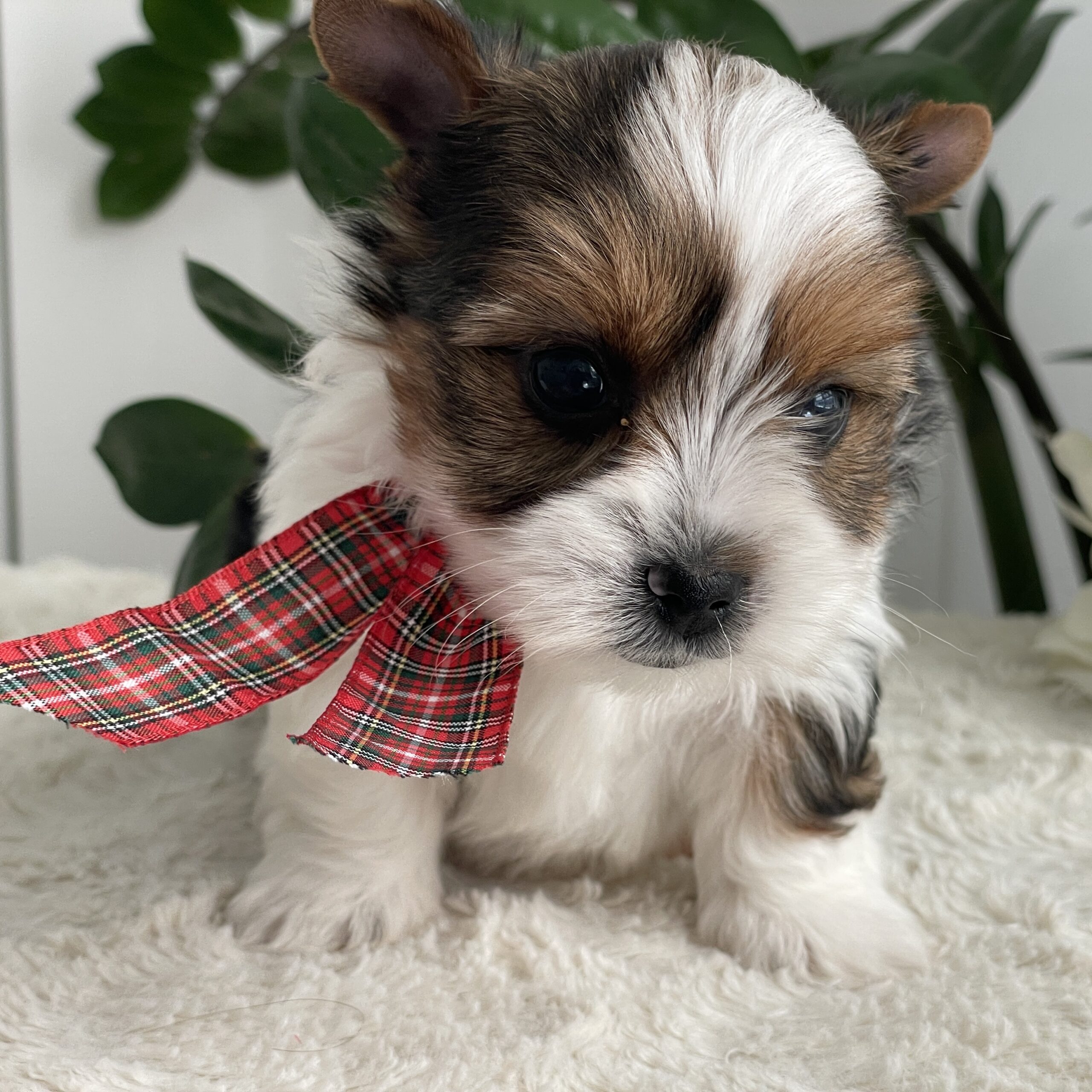 Pippin - Contented Puppies Paradise Pippin - Image 4