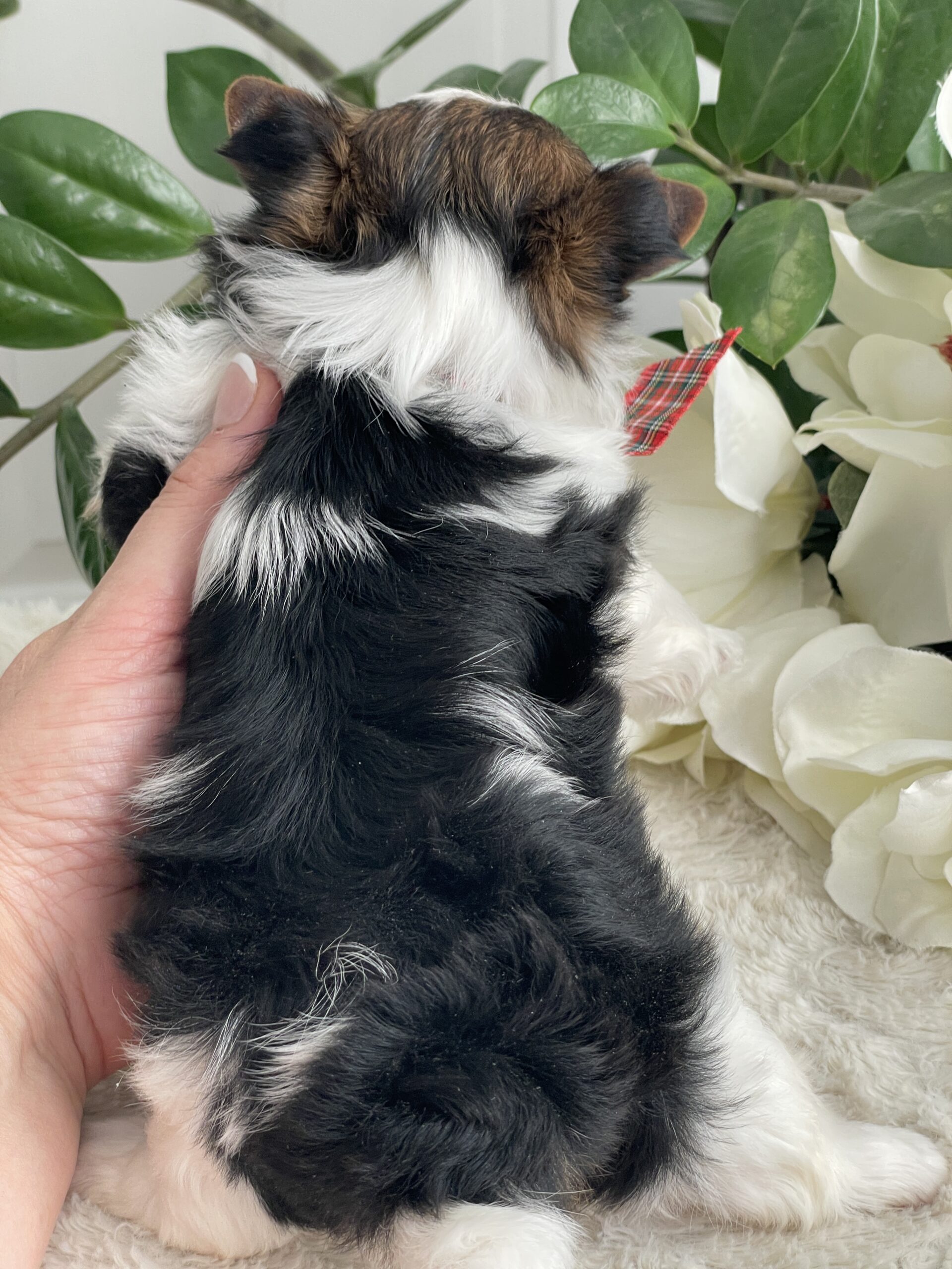 Pippin - Contented Puppies Paradise Pippin - Image 3