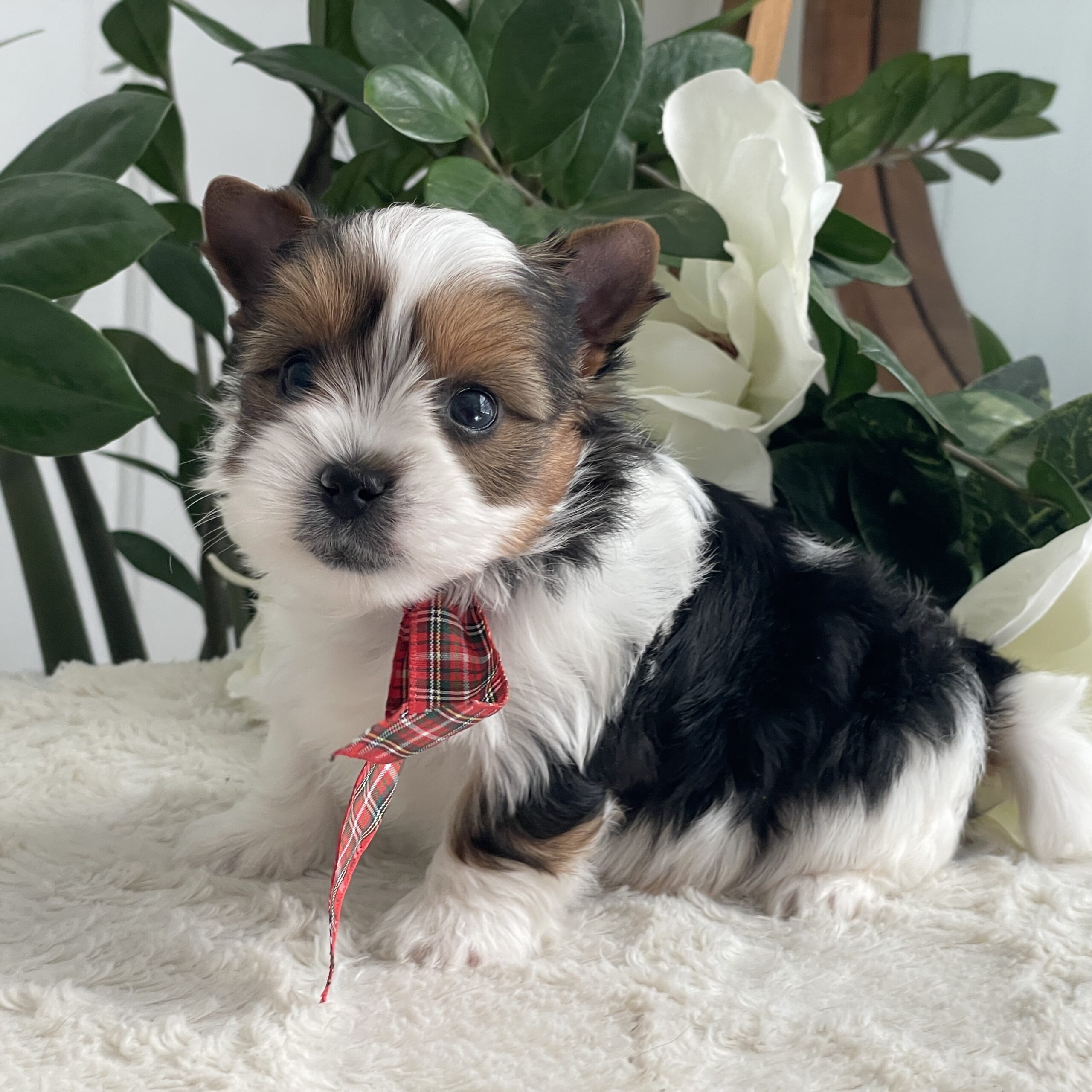 Pippin - Contented Puppies Paradise Pippin - Image 2