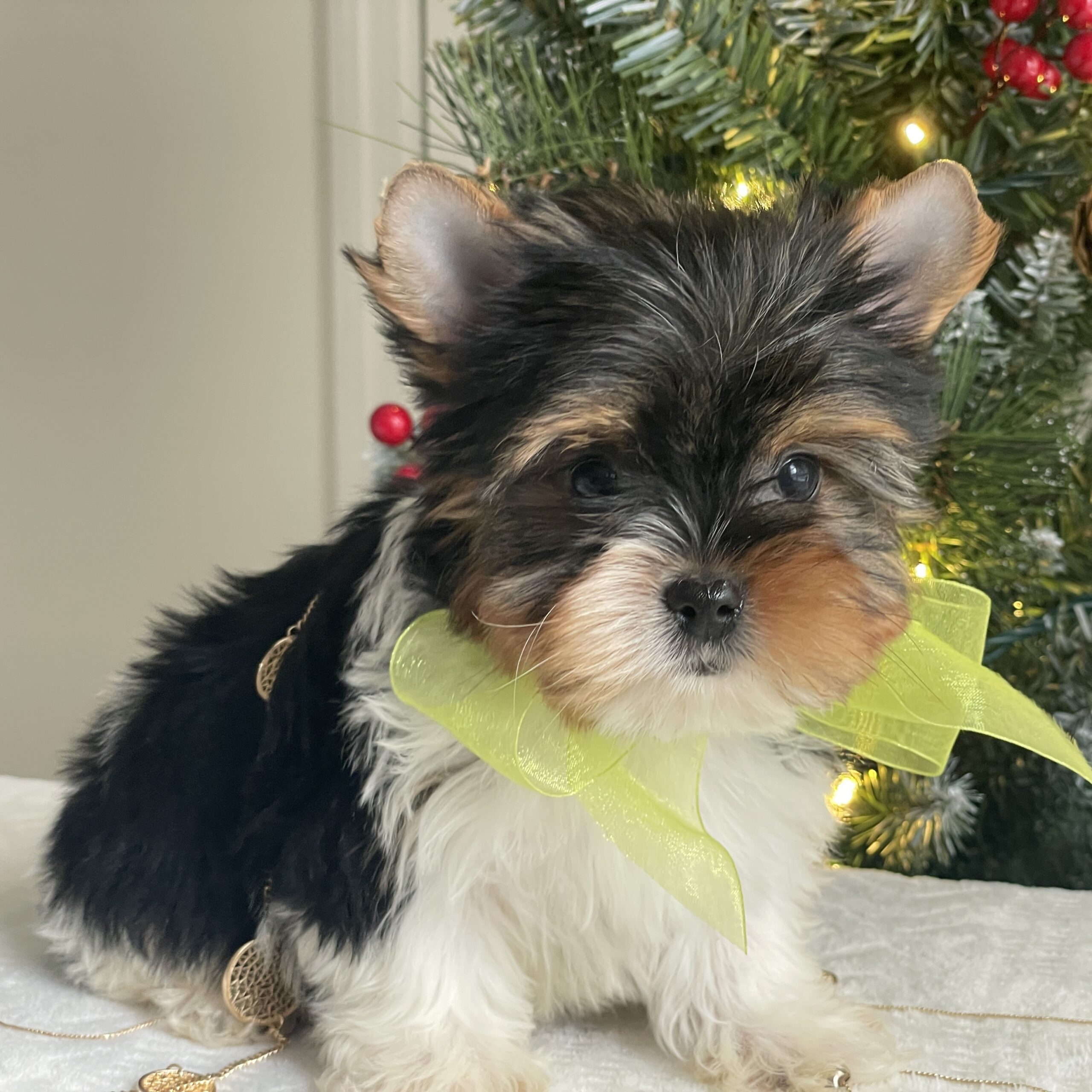 Bubbles - Contented Puppies Paradise Bubbles - Image 3