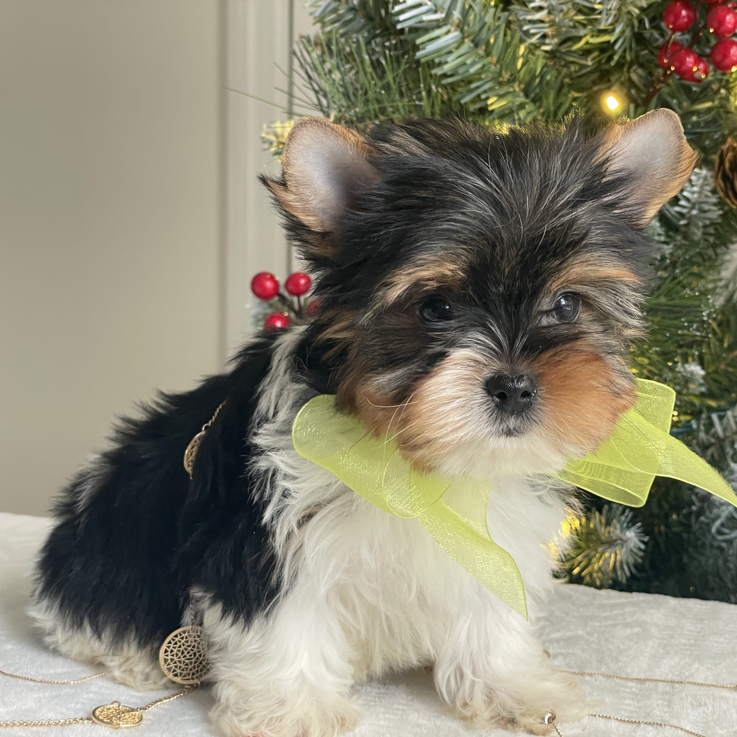 Bubbles - Contented Puppies Paradise Bubbles - Image 4