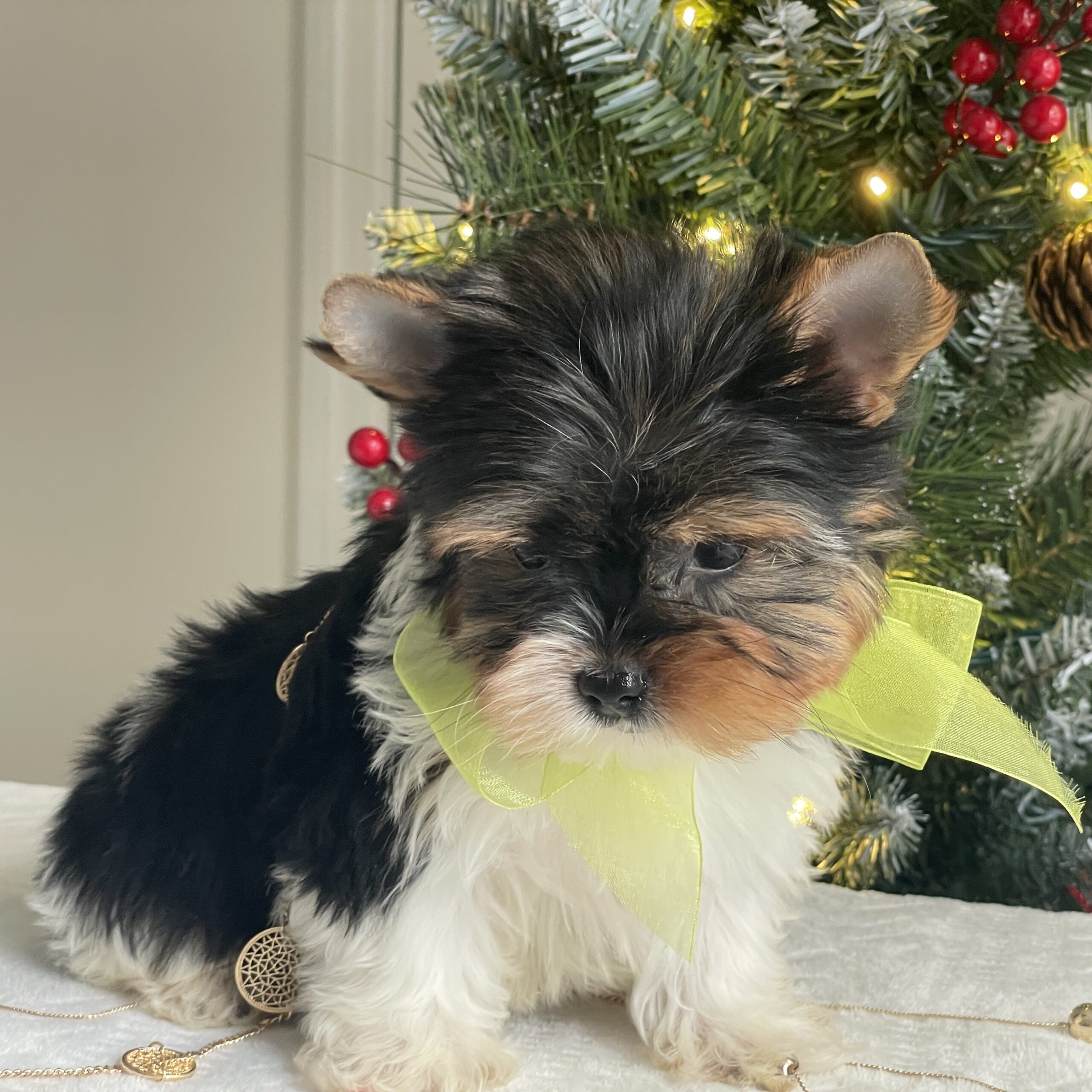 Bubbles - Contented Puppies Paradise Bubbles - Image 5