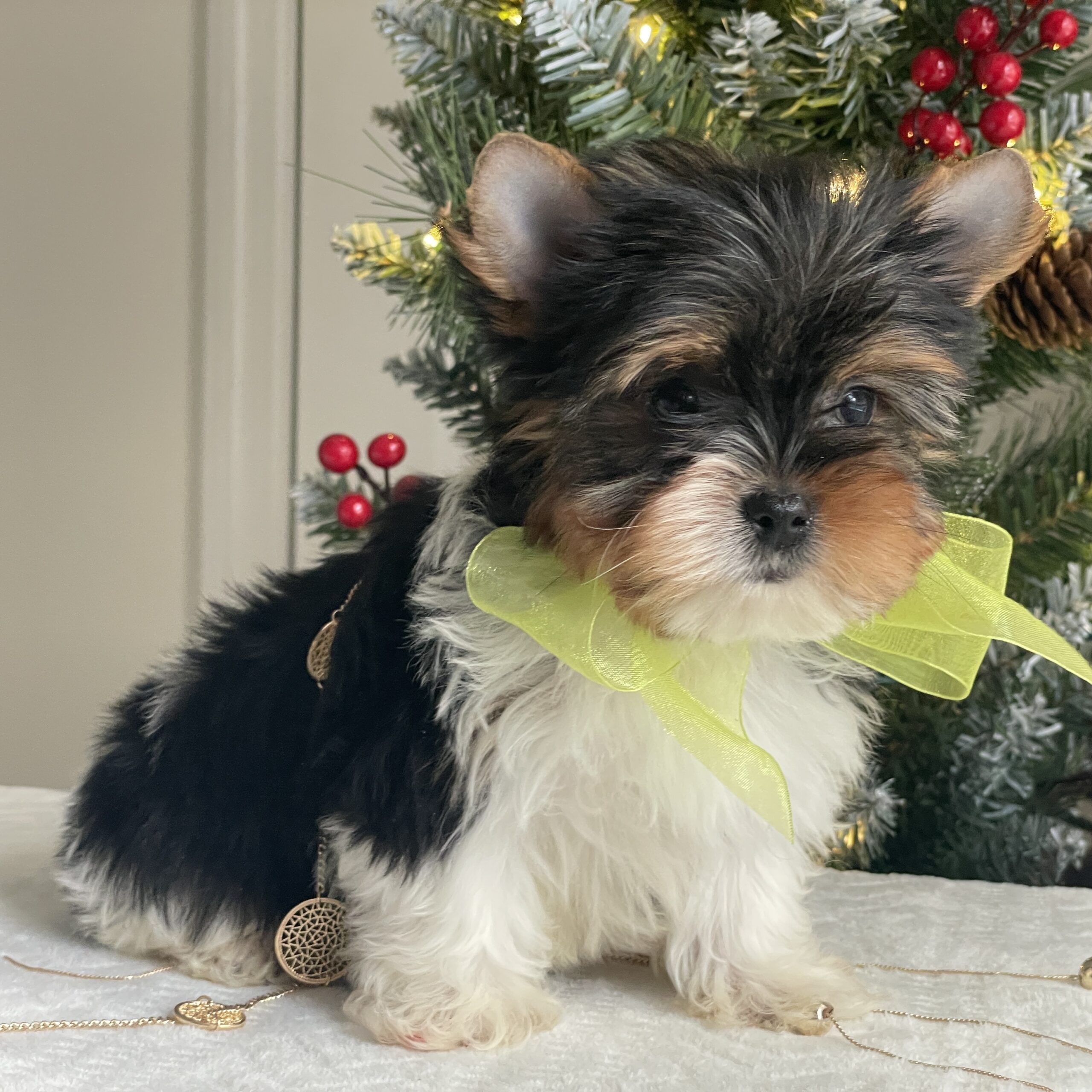 Bubbles - Contented Puppies Paradise Bubbles - Image 7