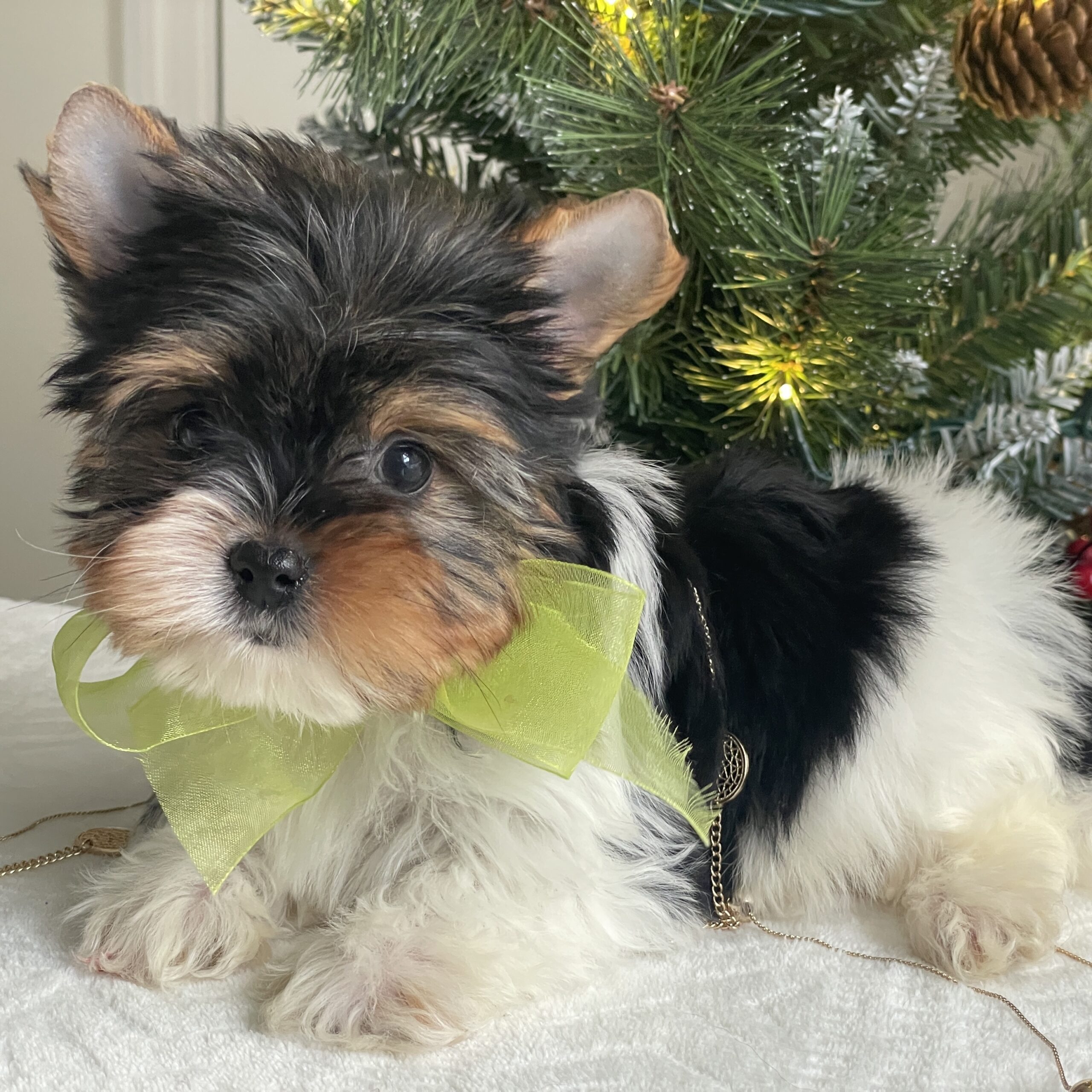 Bubbles - Contented Puppies Paradise Bubbles - Image 2