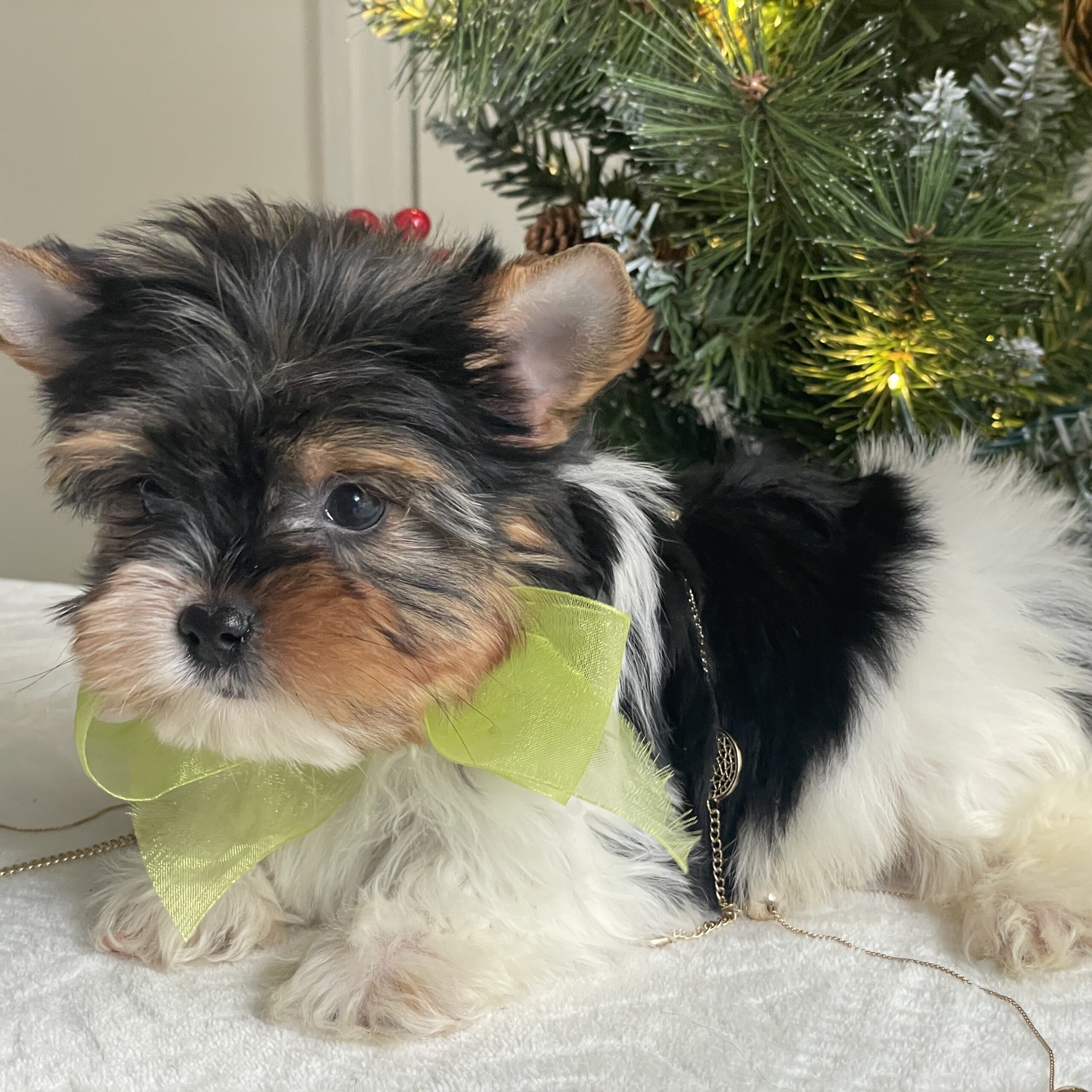 Bubbles - Contented Puppies Paradise Bubbles - Image 9