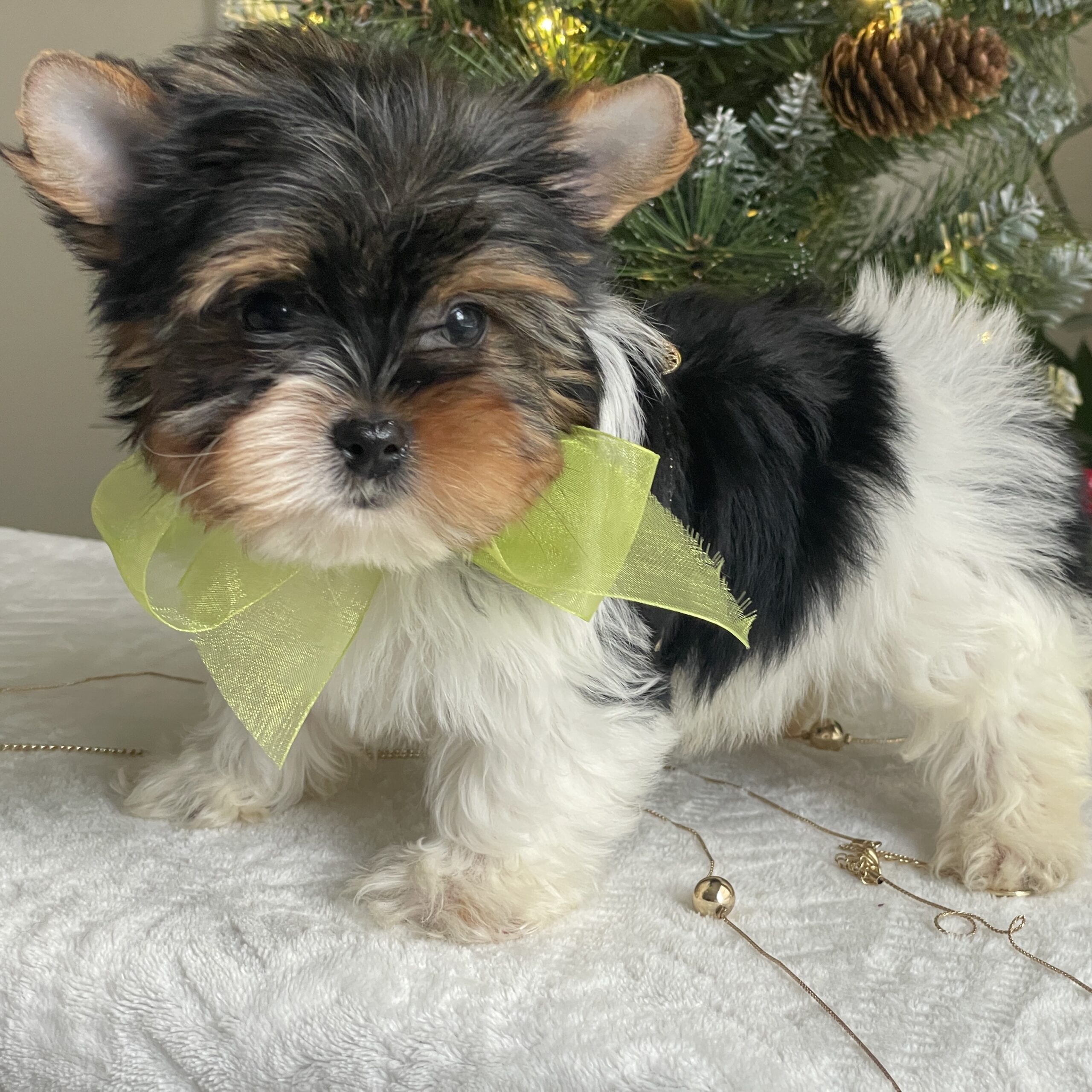 Bubbles - Contented Puppies Paradise Bubbles - Image 10