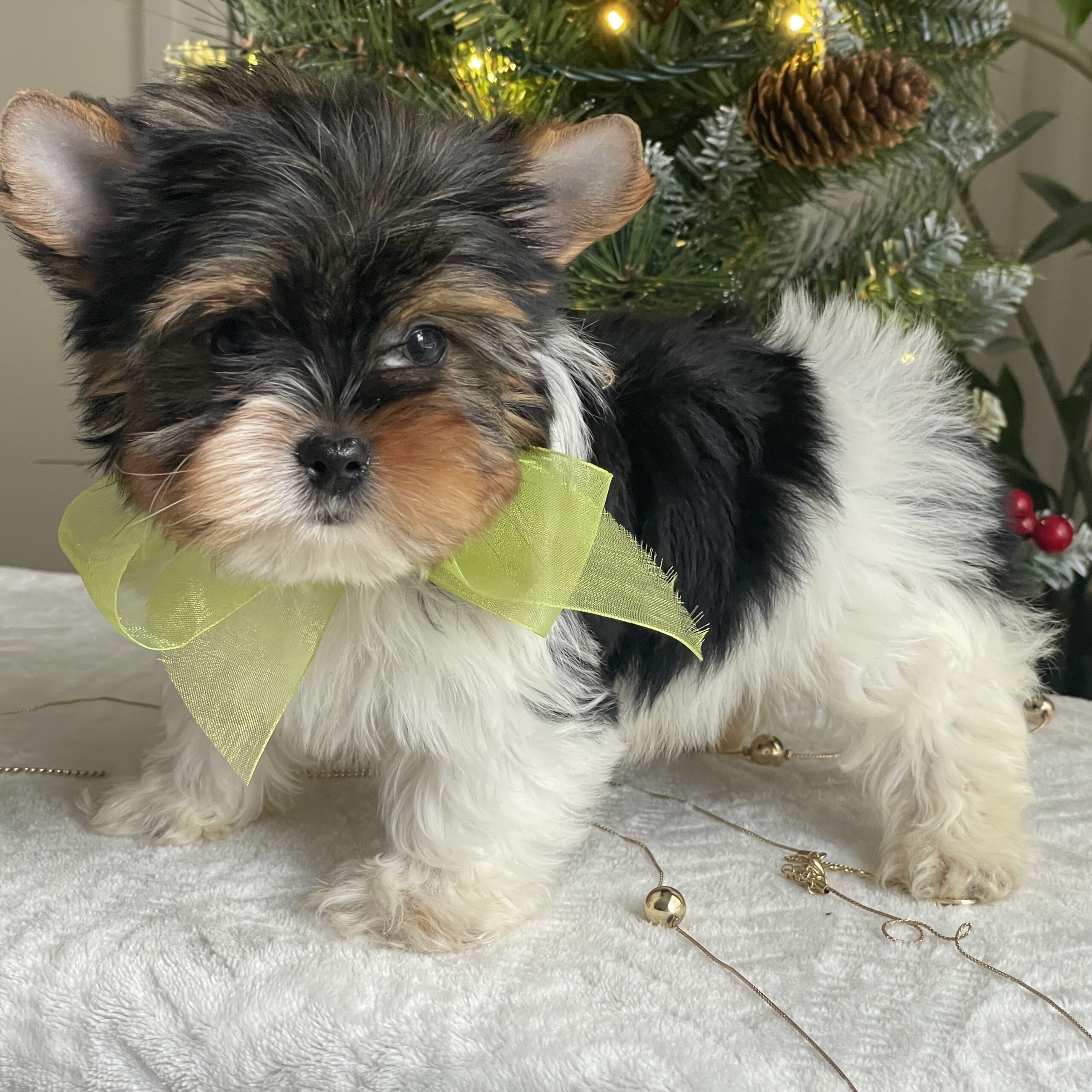 Bubbles - Contented Puppies Paradise Bubbles