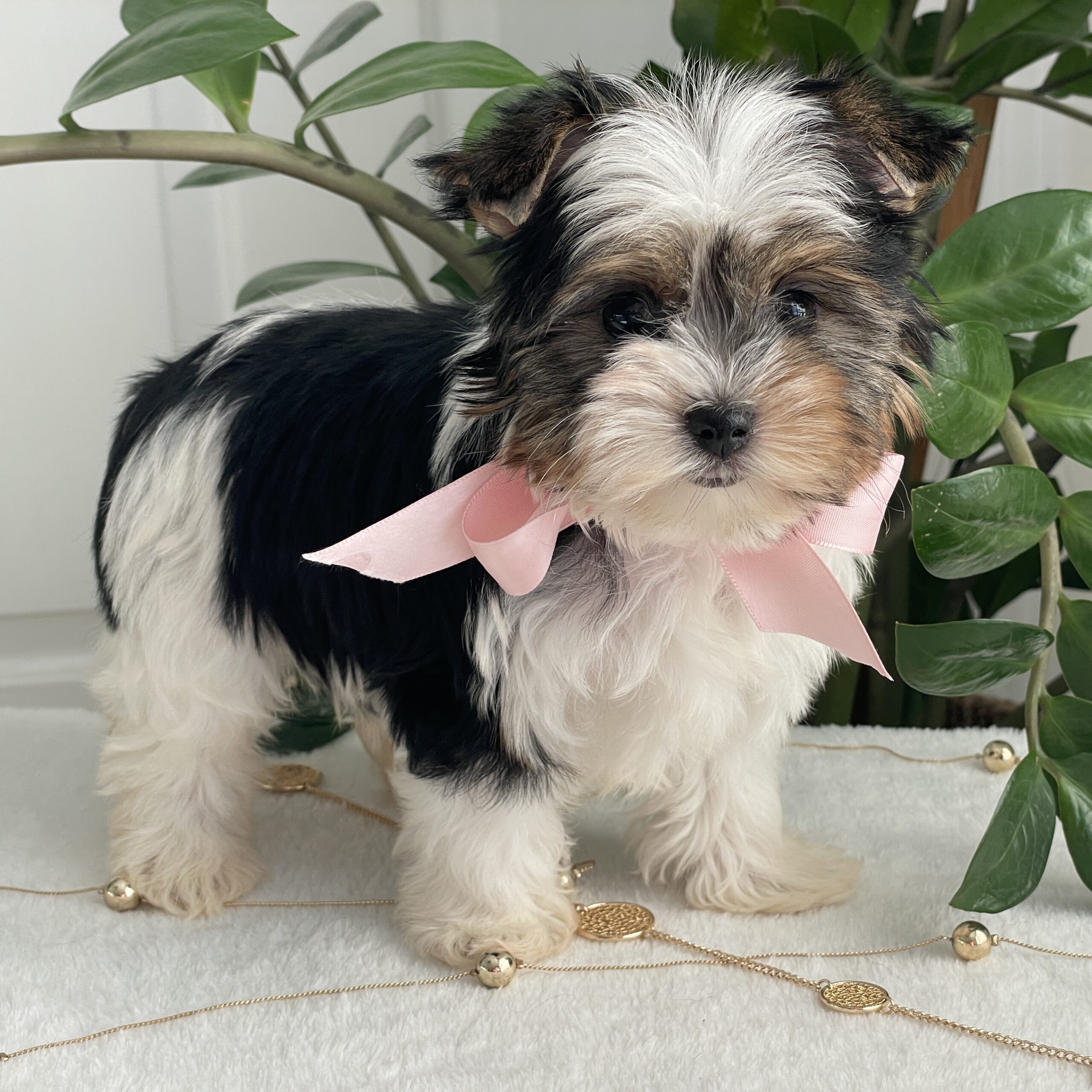 Chai - Contented Puppies Paradise Chai - Image 12