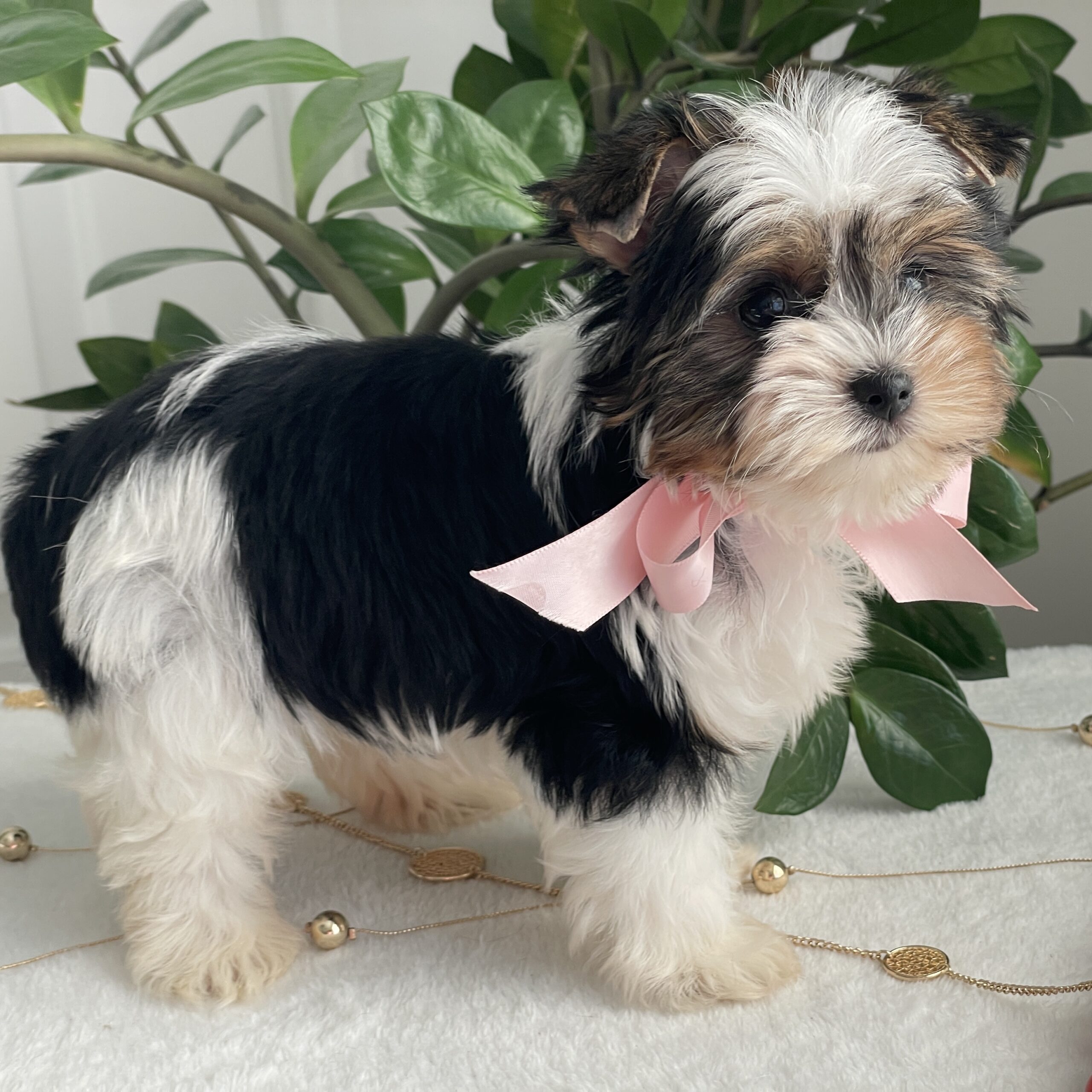 Chai - Contented Puppies Paradise Chai - Image 9