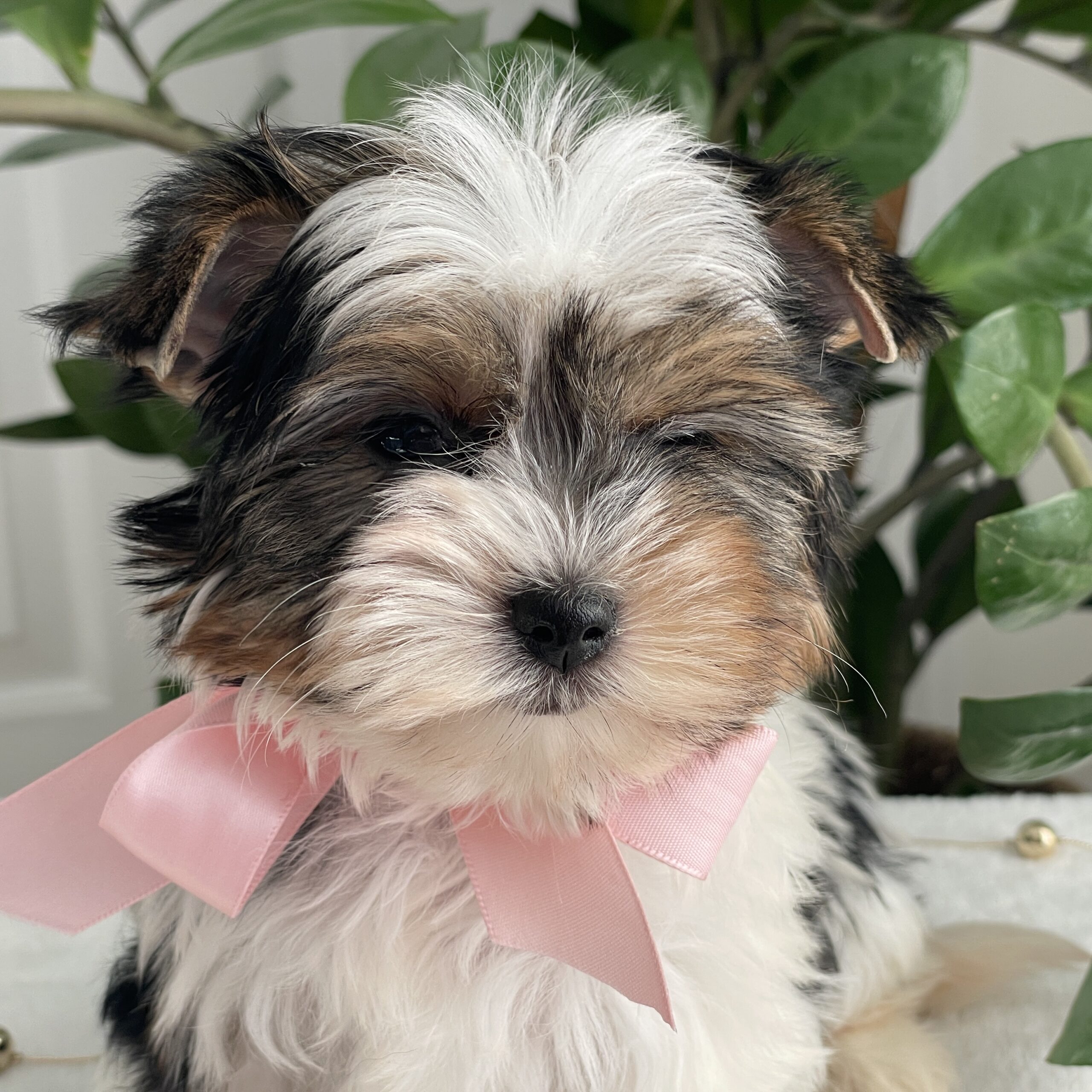 Chai - Contented Puppies Paradise Chai - Image 6