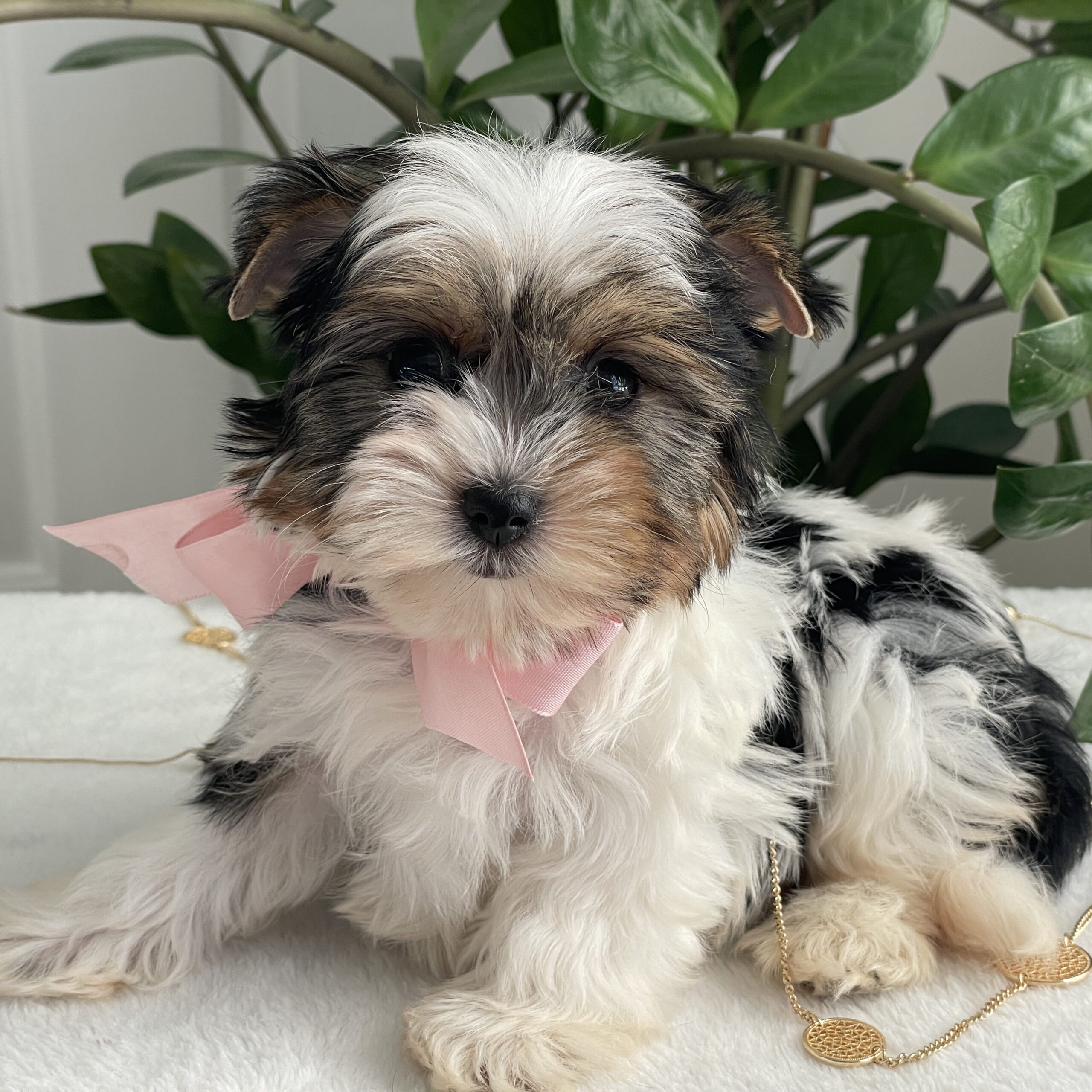 Chai - Contented Puppies Paradise Chai - Image 4