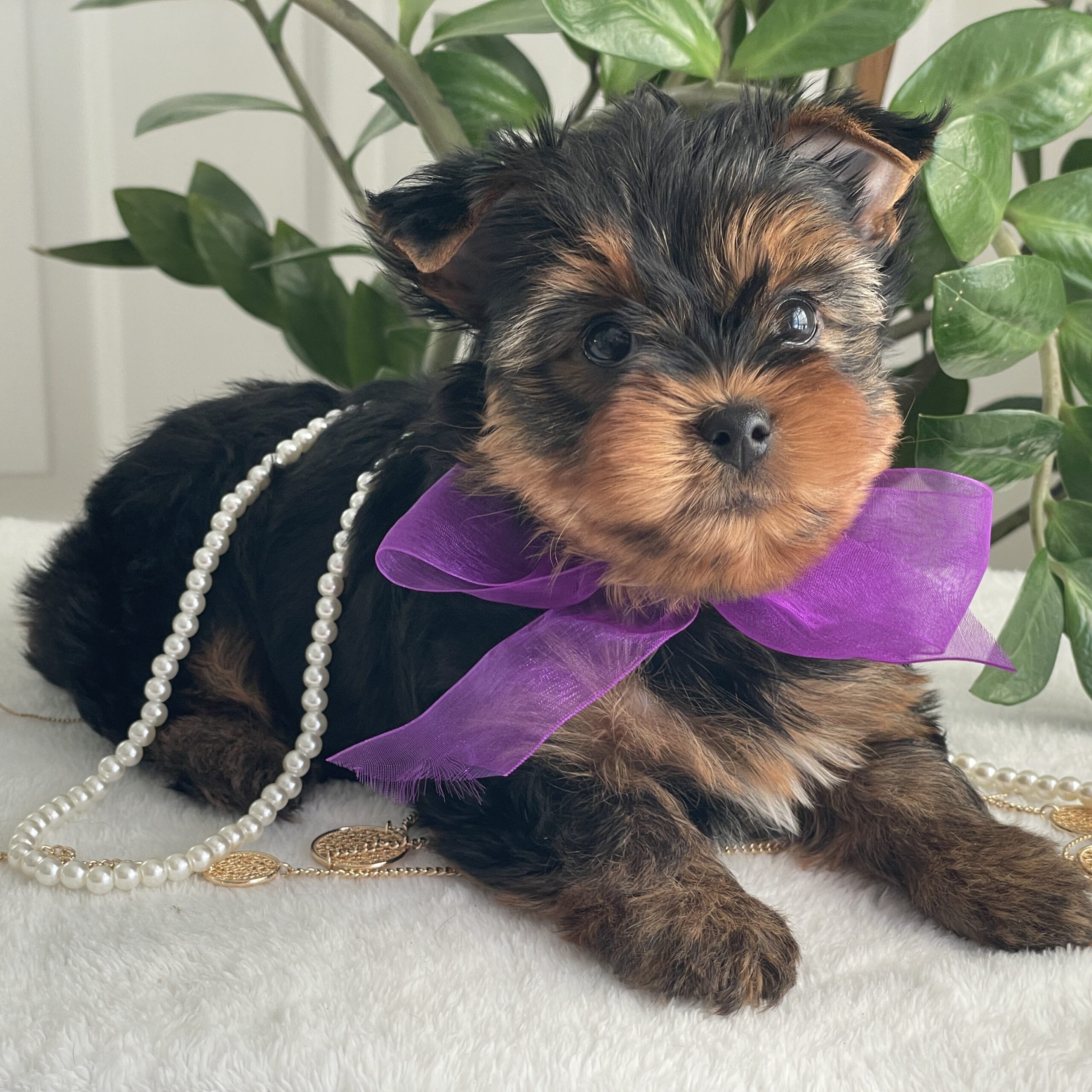 Pearl - Contented Puppies Paradise Pearl - Image 4