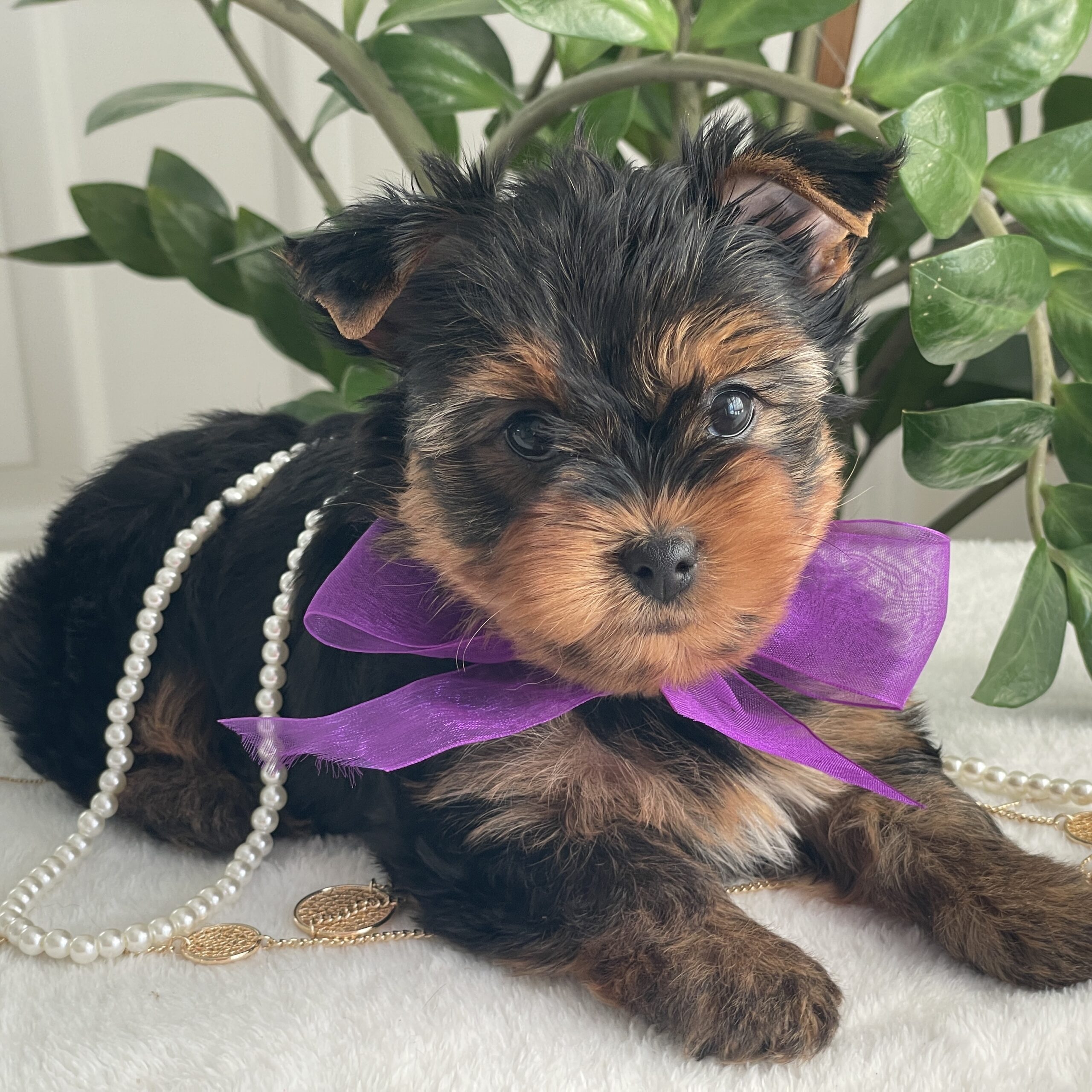 Pearl - Contented Puppies Paradise Pearl - Image 10