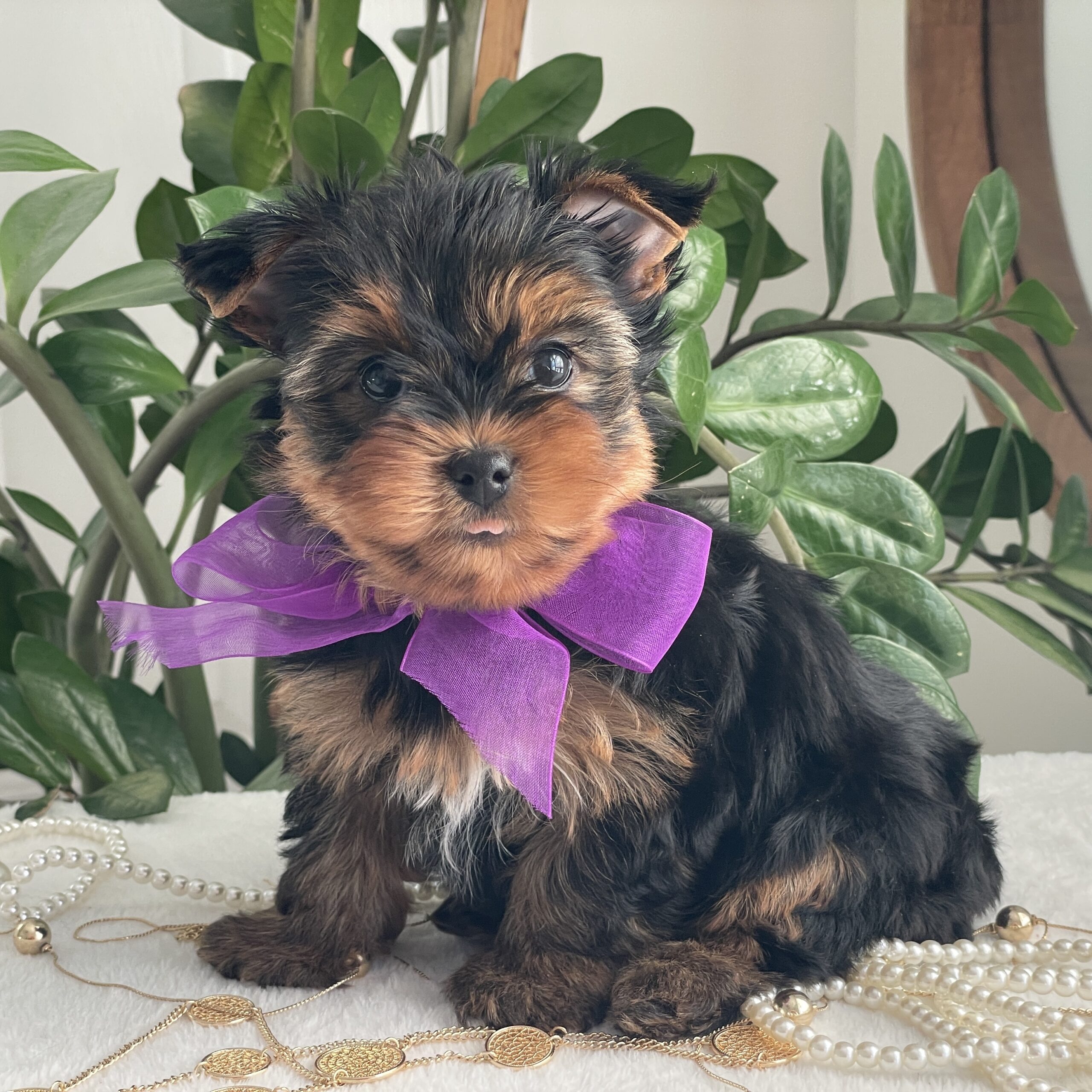 Pearl - Contented Puppies Paradise Pearl