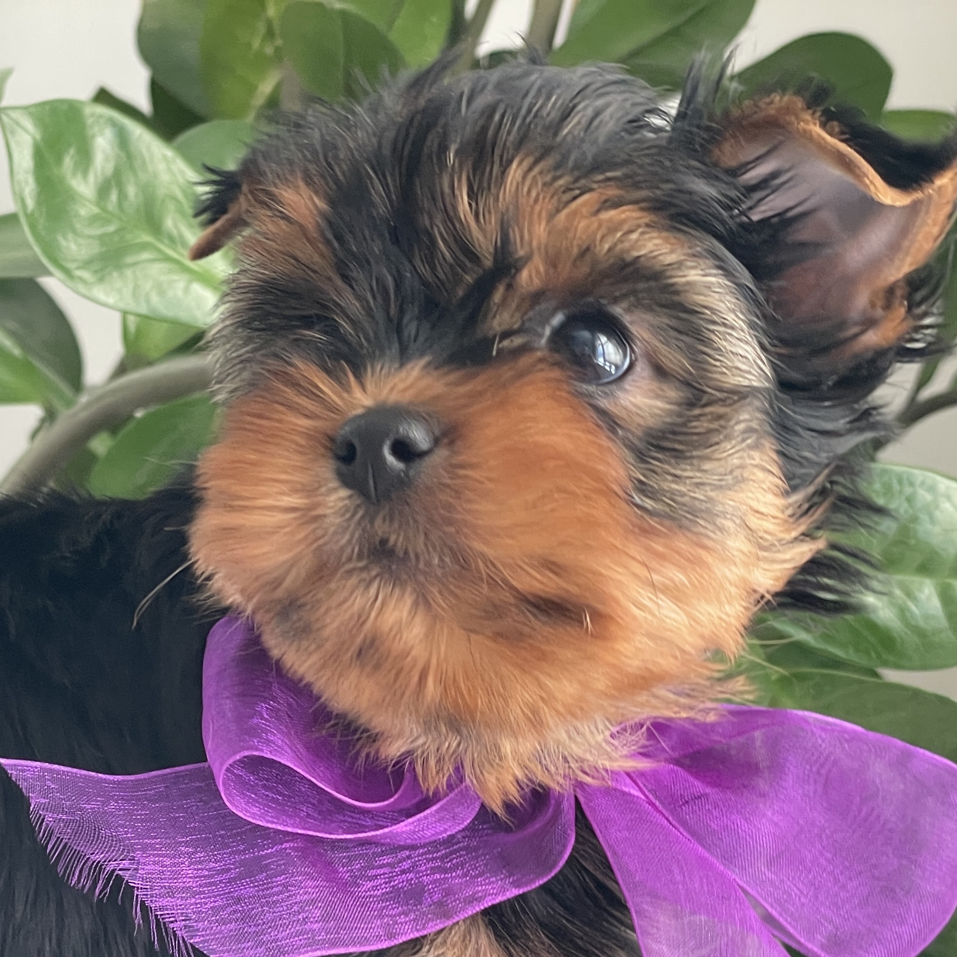 Pearl - Contented Puppies Paradise Pearl - Image 8