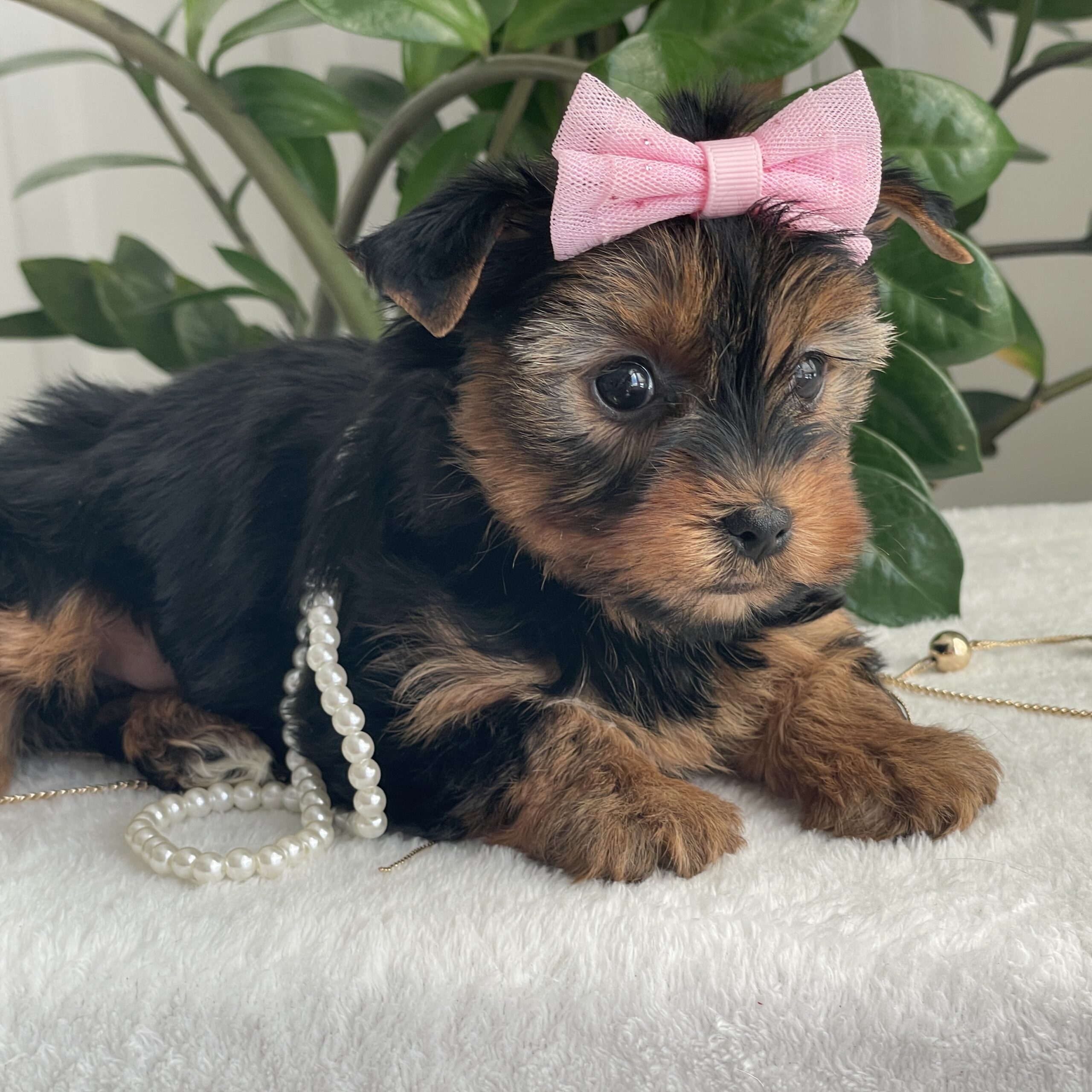 Princess - Contented Puppies Paradise Princess - Image 8