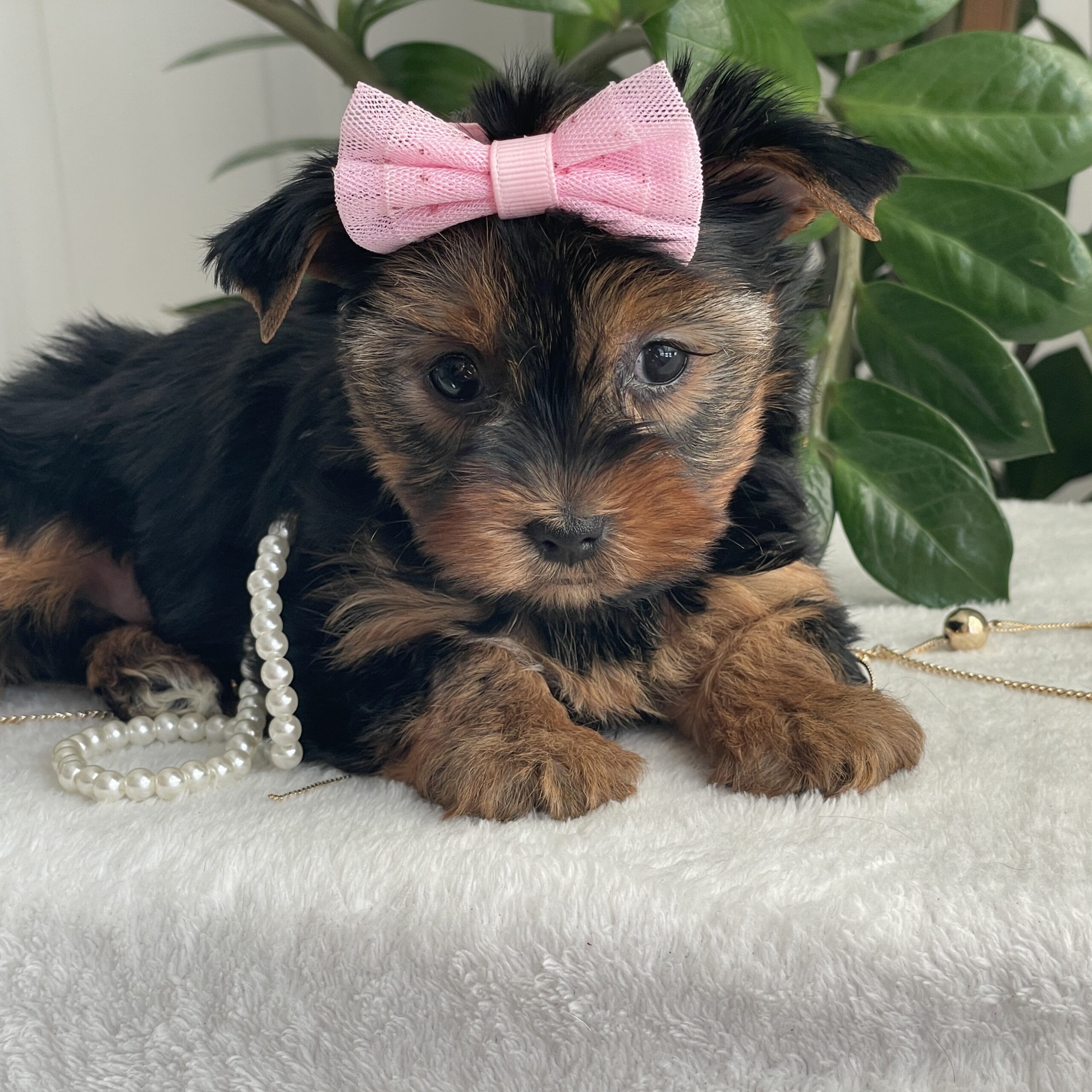 Princess - Contented Puppies Paradise Princess - Image 7