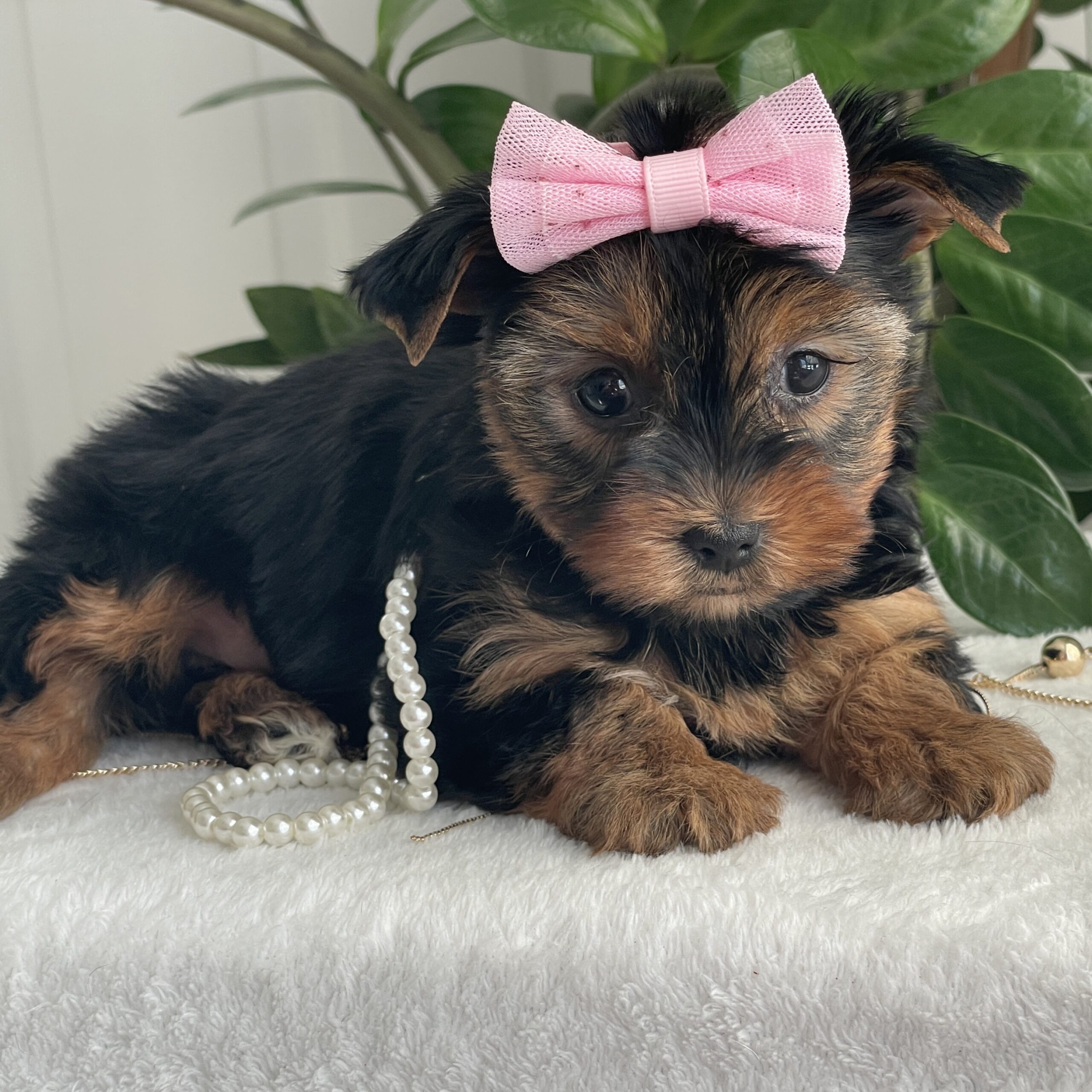 Princess - Contented Puppies Paradise Princess - Image 6