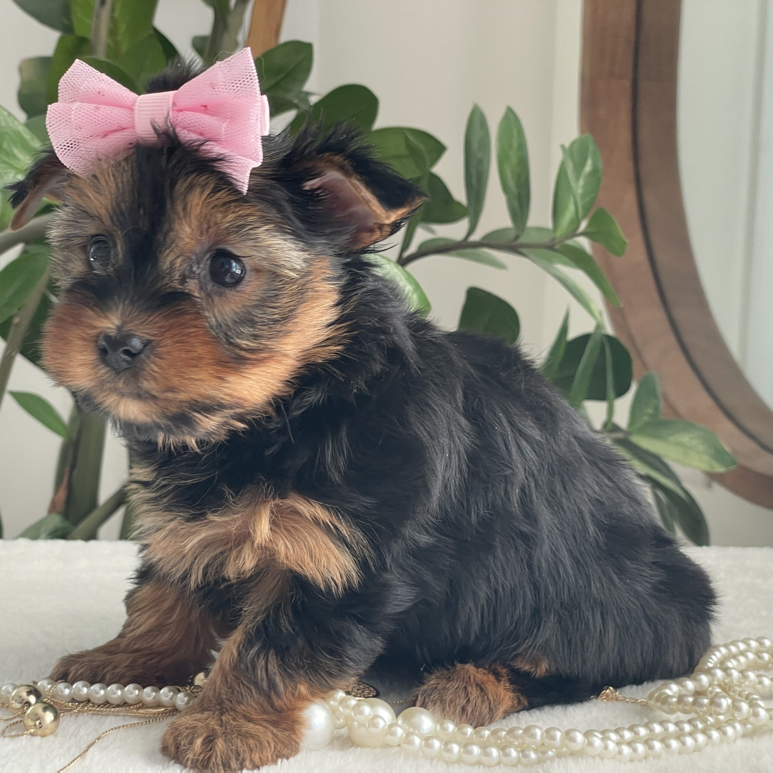 Princess - Contented Puppies Paradise Princess - Image 5