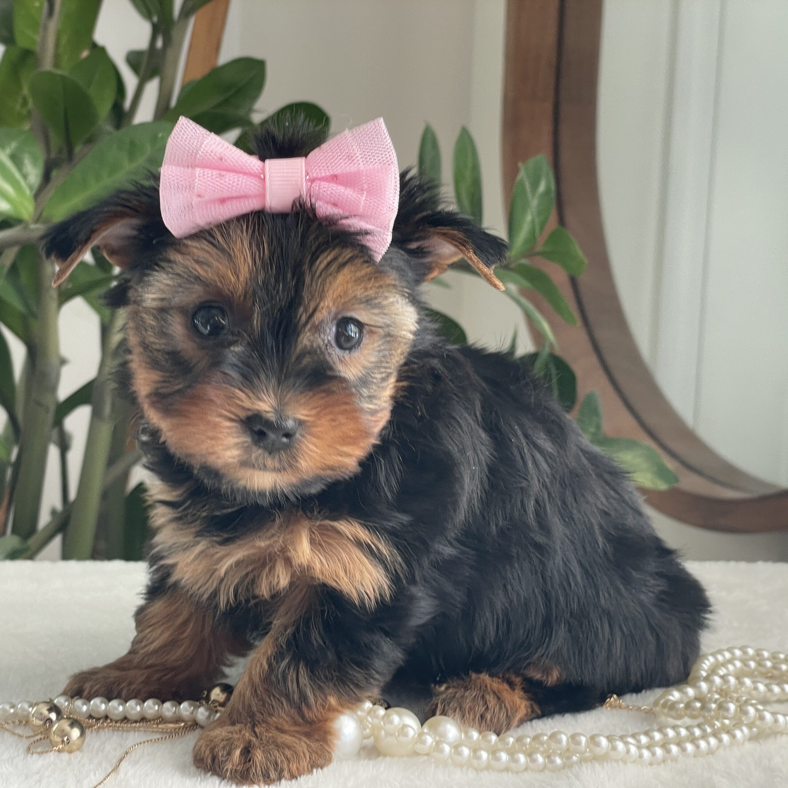 Princess - Contented Puppies Paradise Princess - Image 4