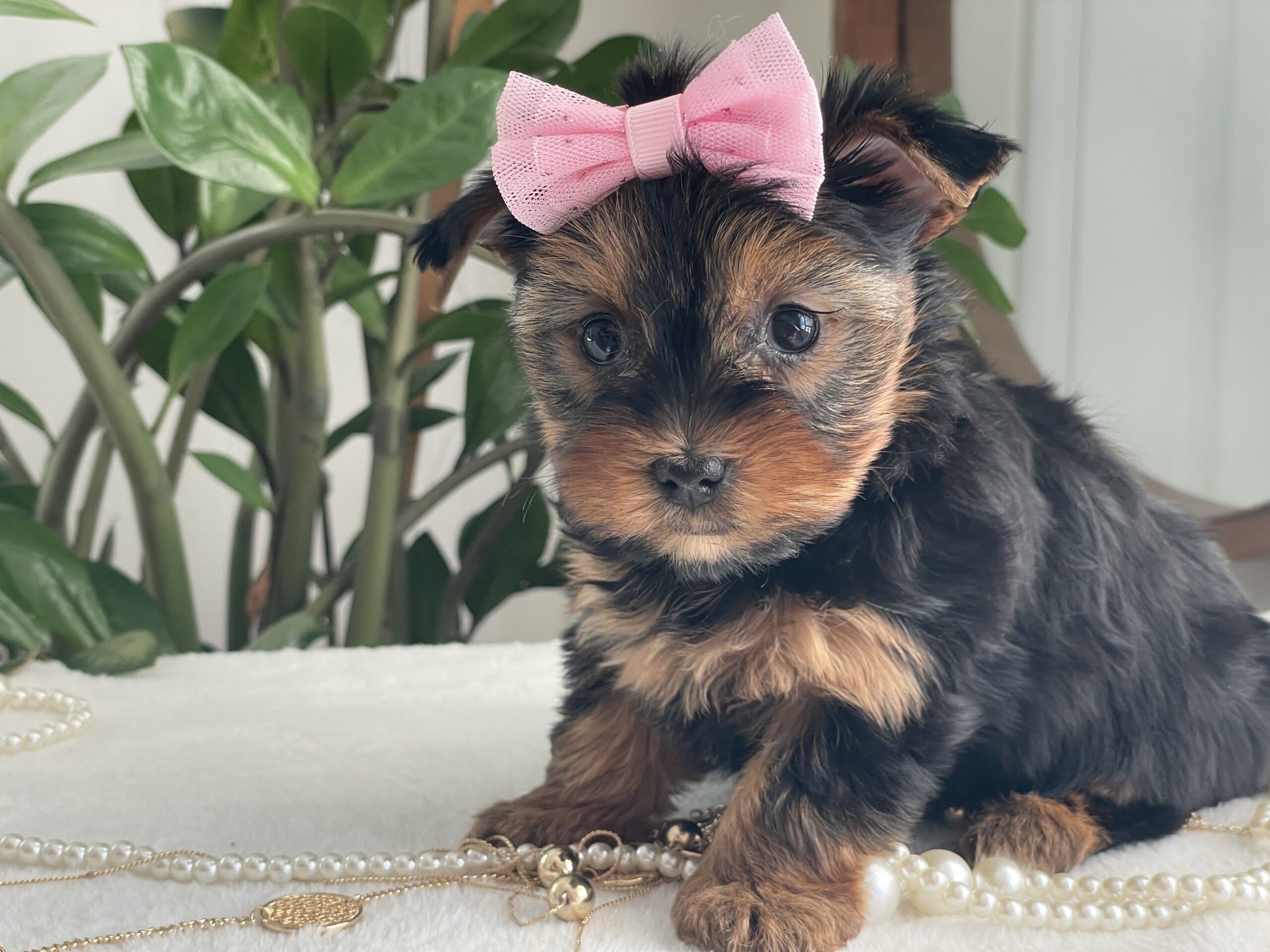 Princess - Contented Puppies Paradise Princess - Image 2