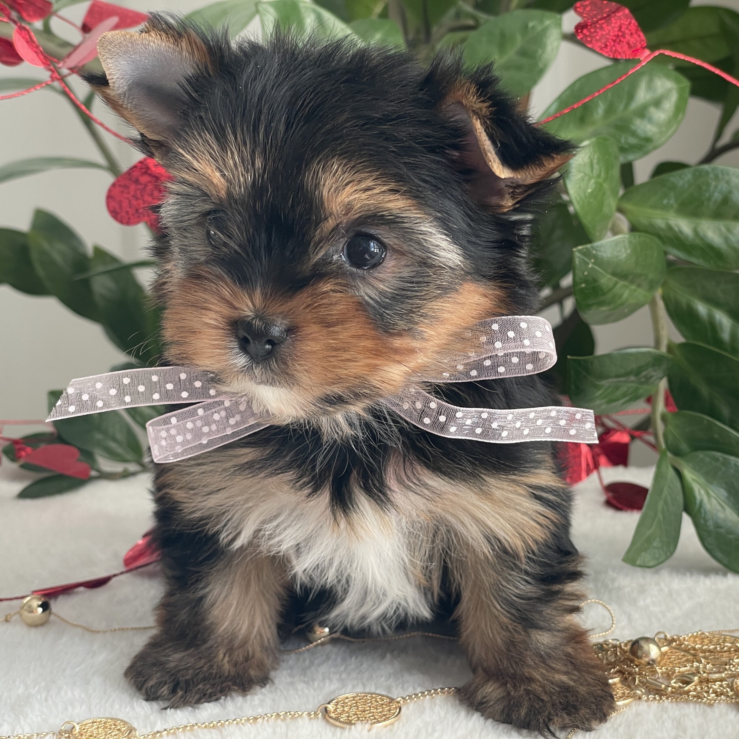 Paisley - Contented Puppies Paradise Paisley - Image 2