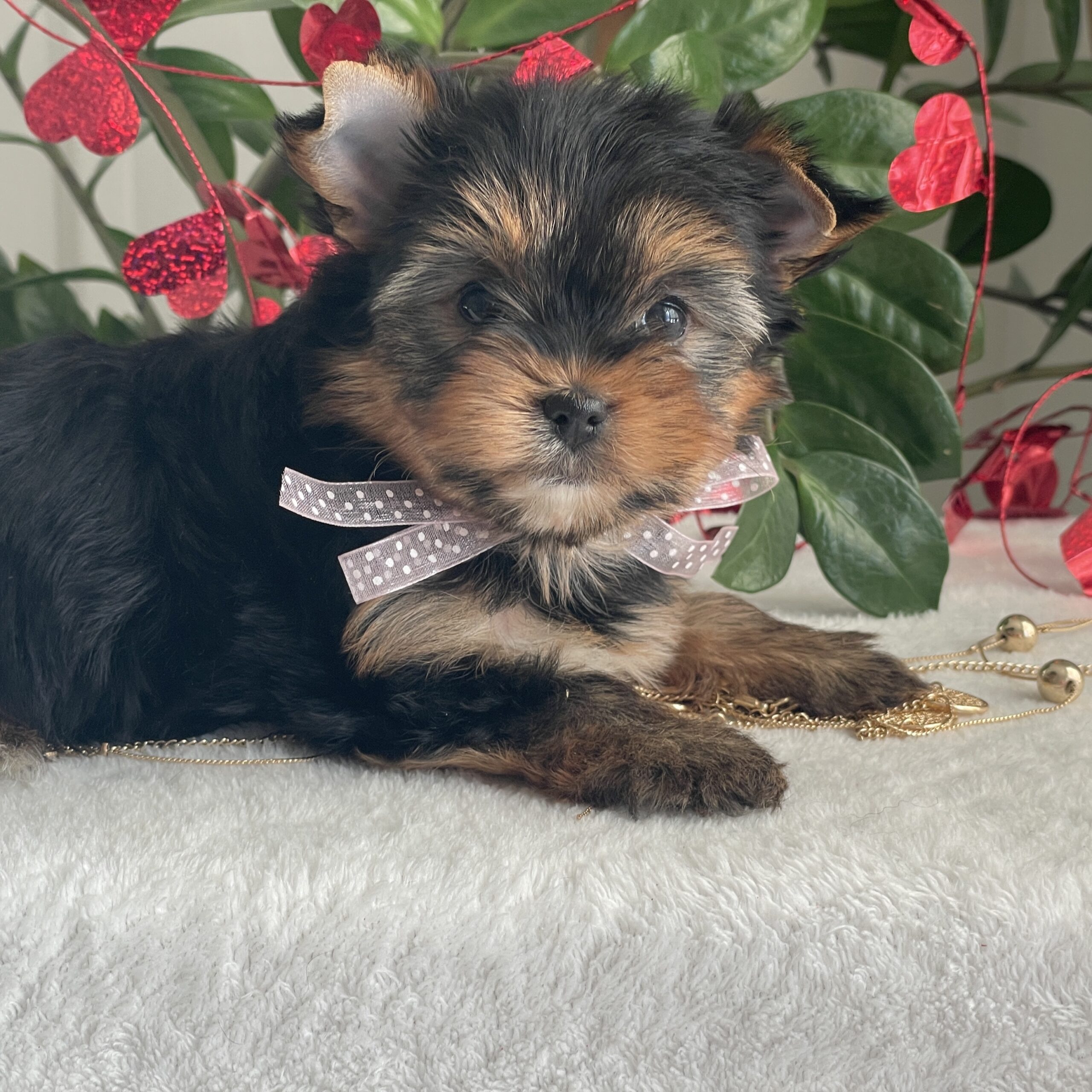 Paisley - Contented Puppies Paradise Paisley - Image 5