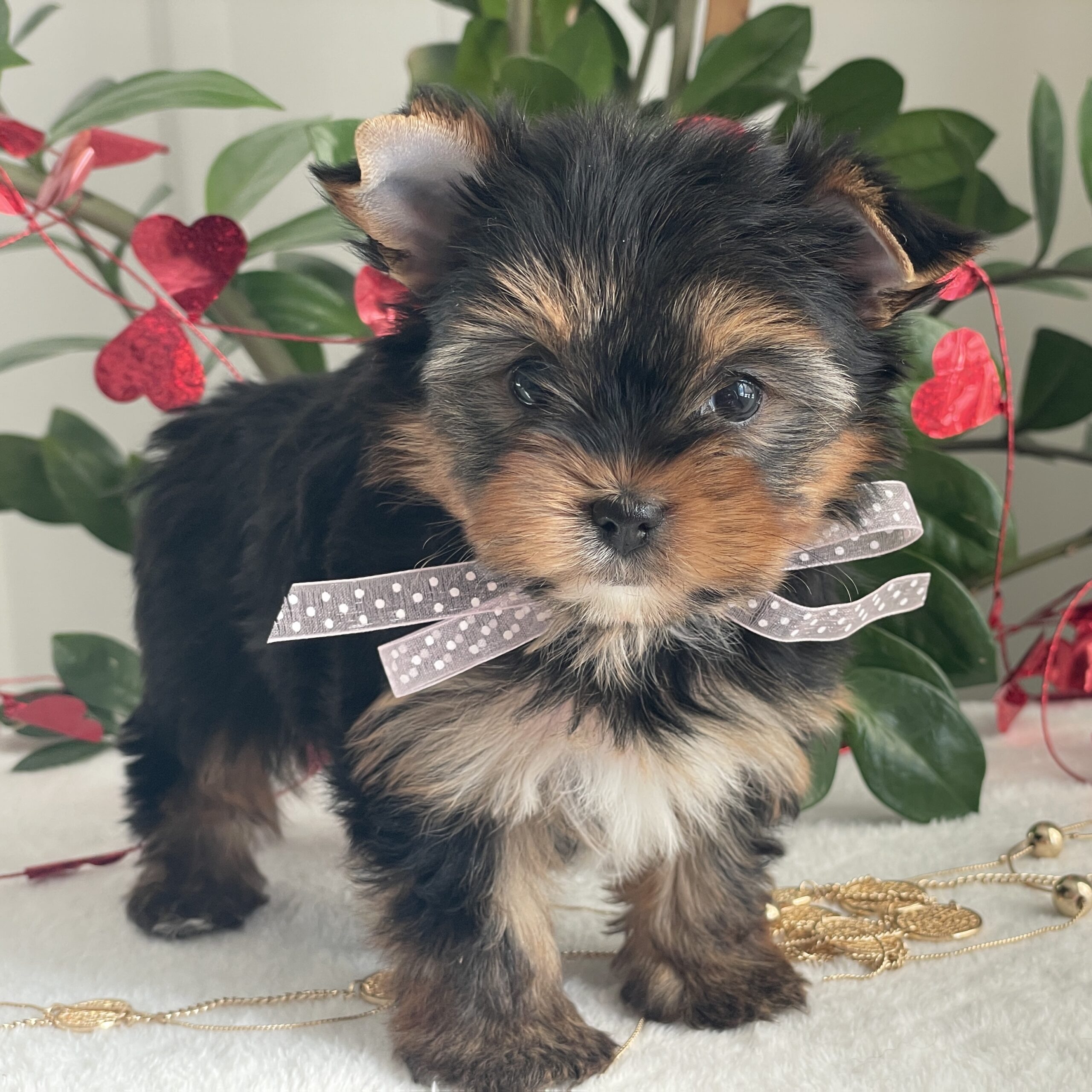 Paisley - Contented Puppies Paradise Paisley - Image 6