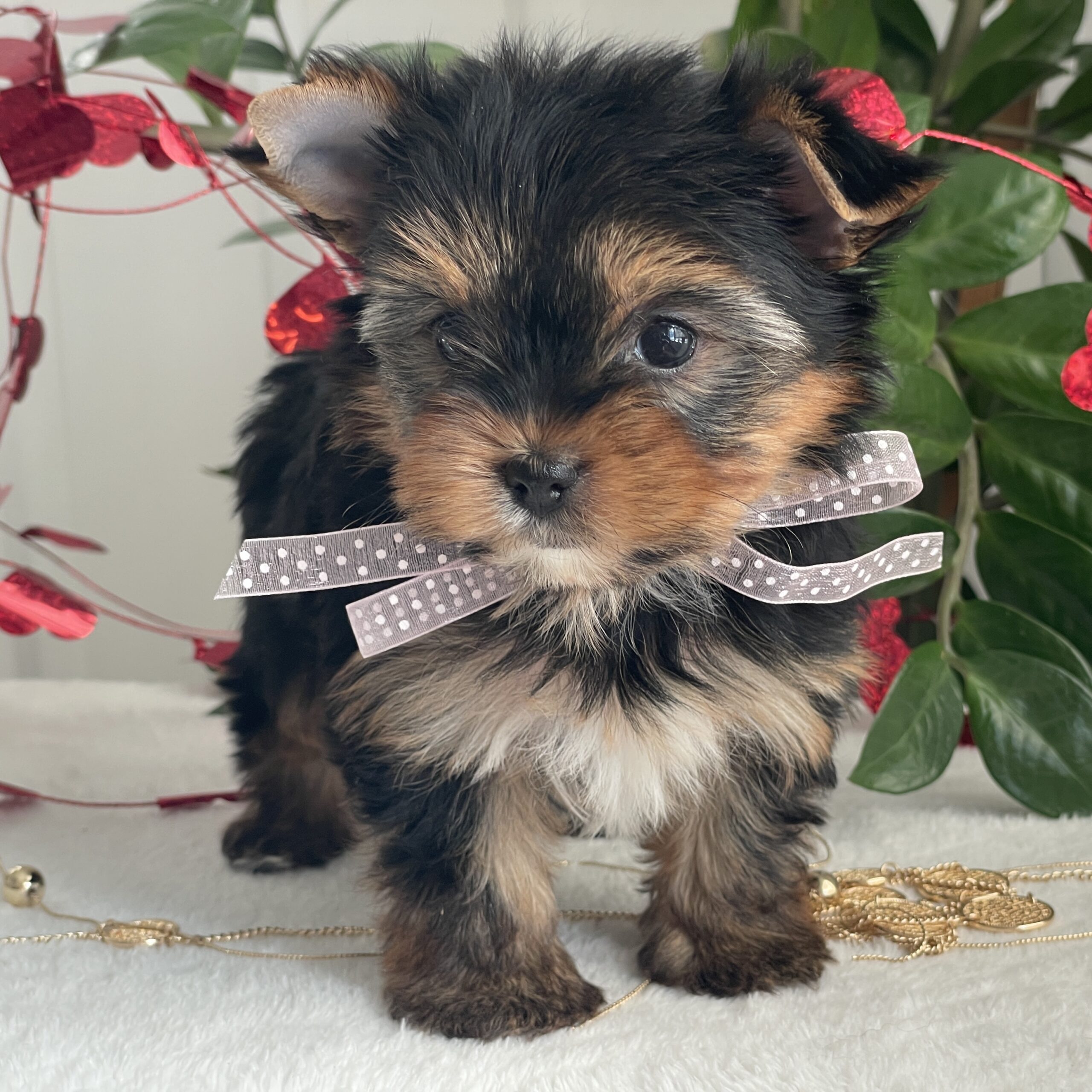 Paisley - Contented Puppies Paradise Paisley