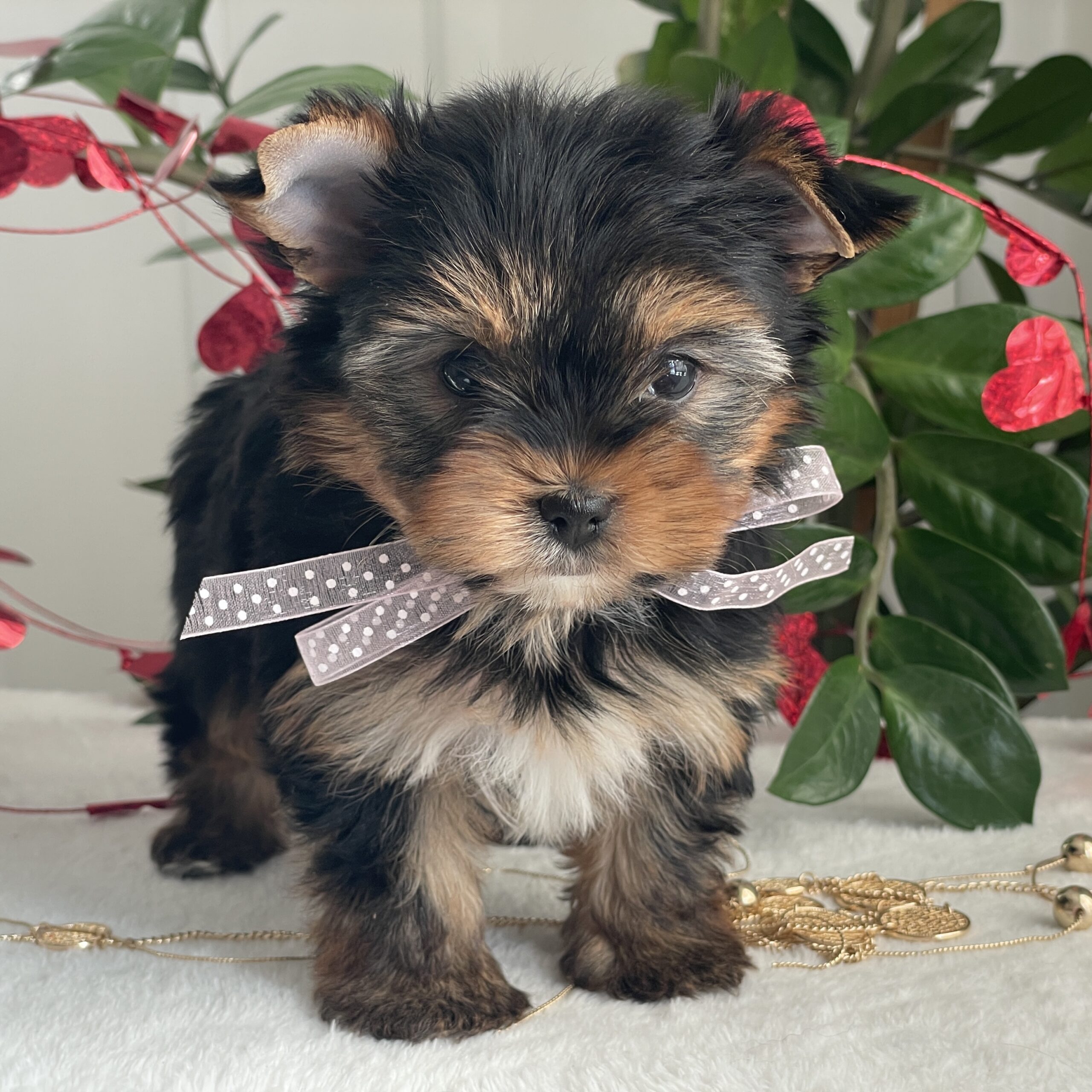 Paisley - Contented Puppies Paradise Paisley - Image 8