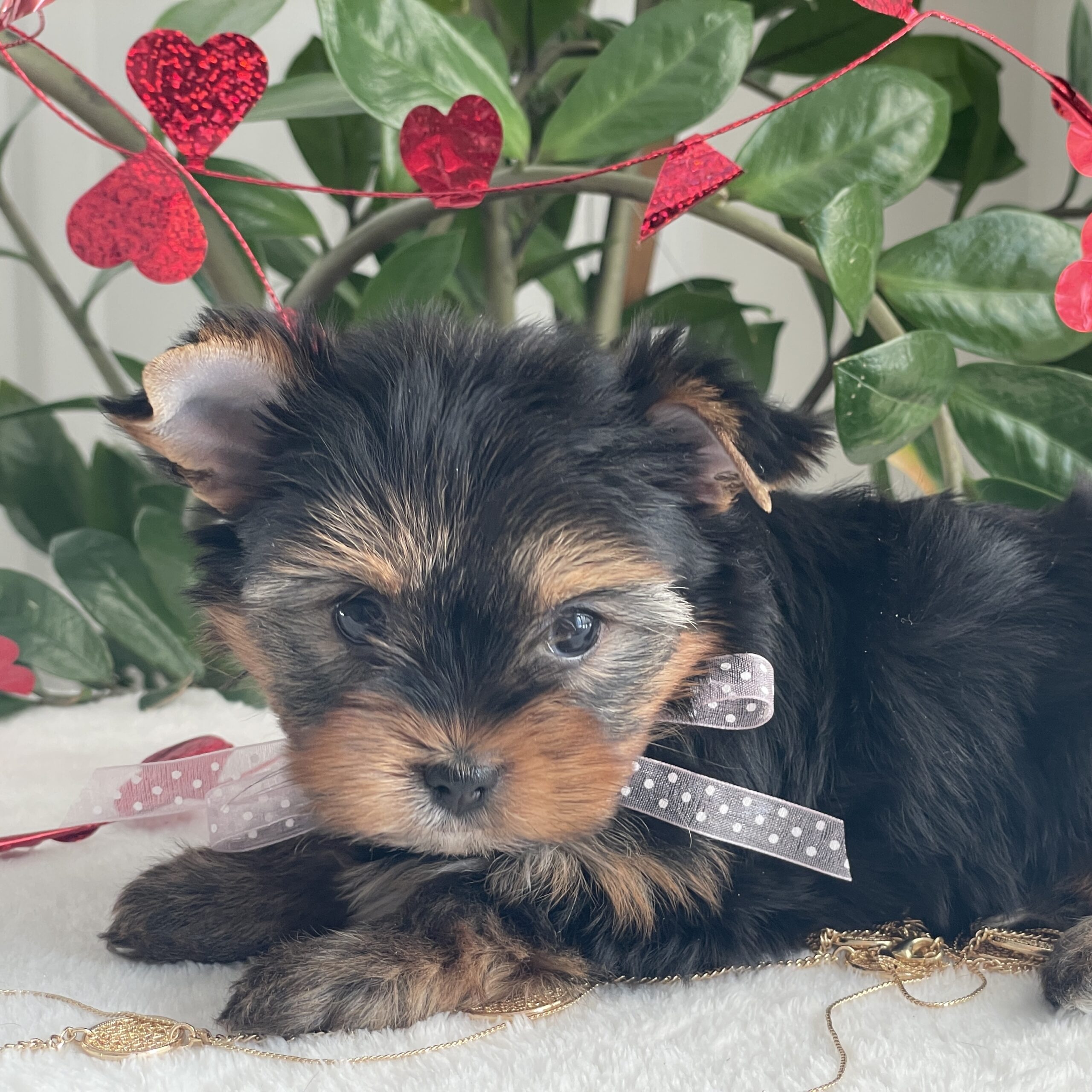 Paisley - Contented Puppies Paradise Paisley - Image 9