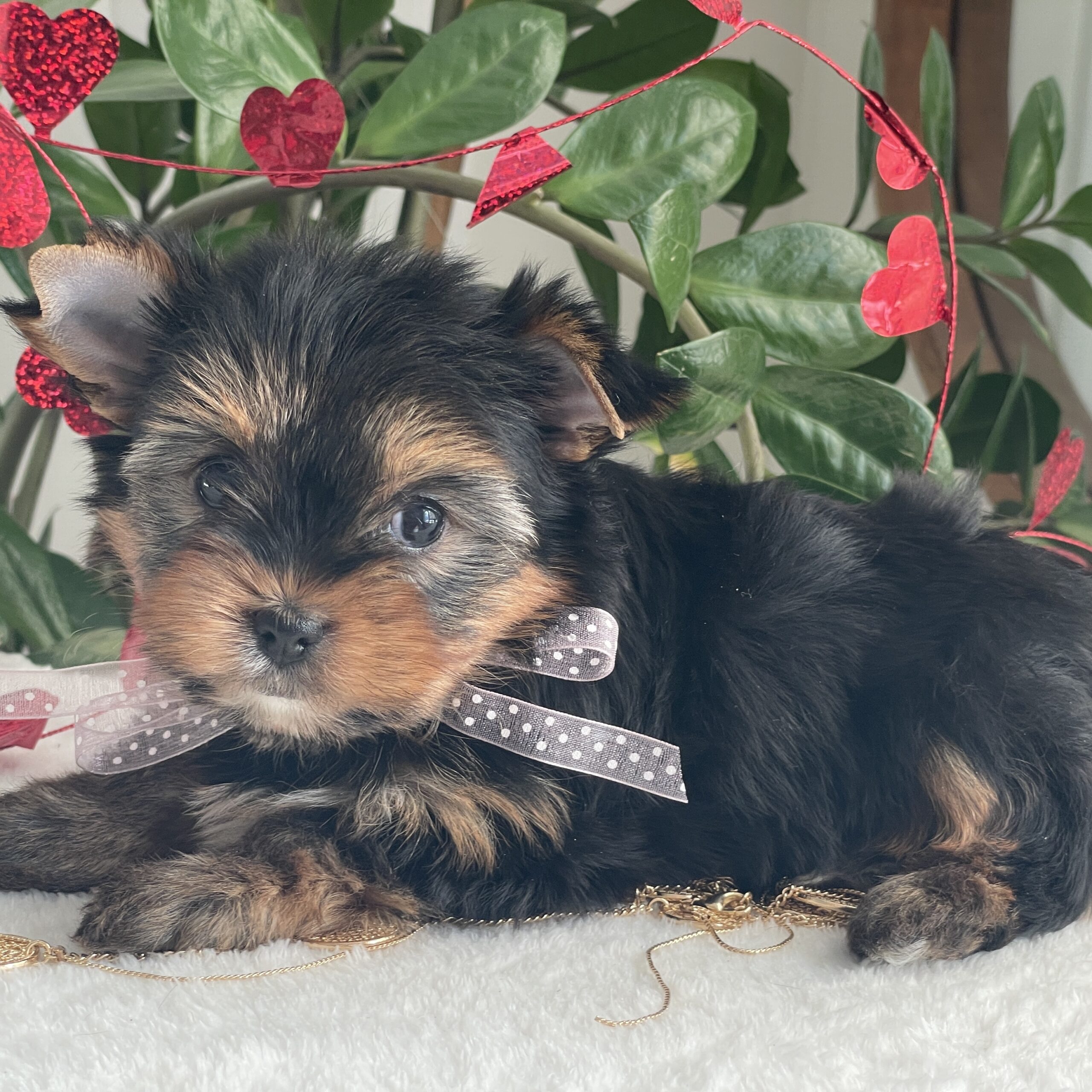 Paisley - Contented Puppies Paradise Paisley - Image 10