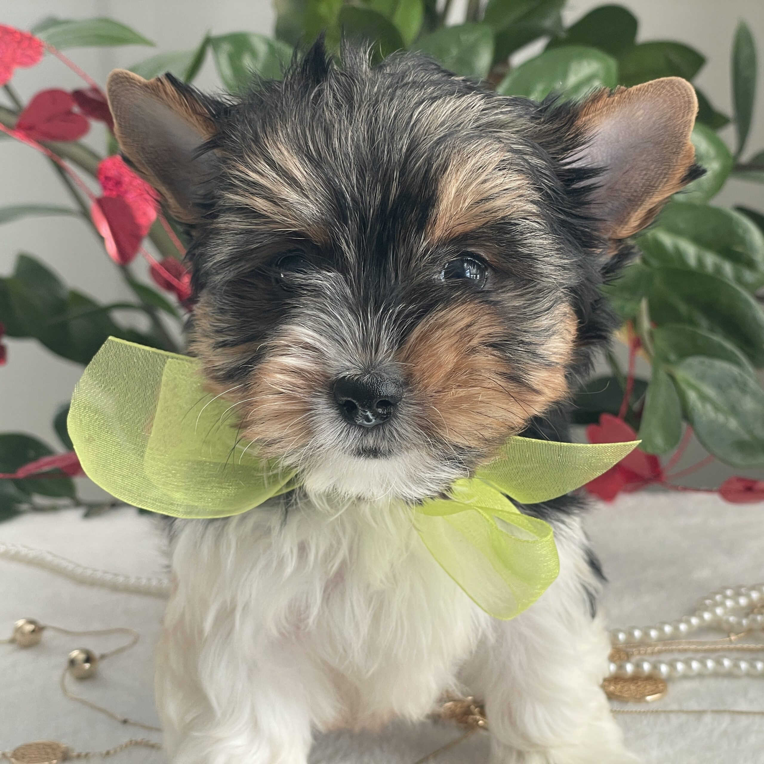 Tony - Contented Puppies Paradise Tony - Image 8