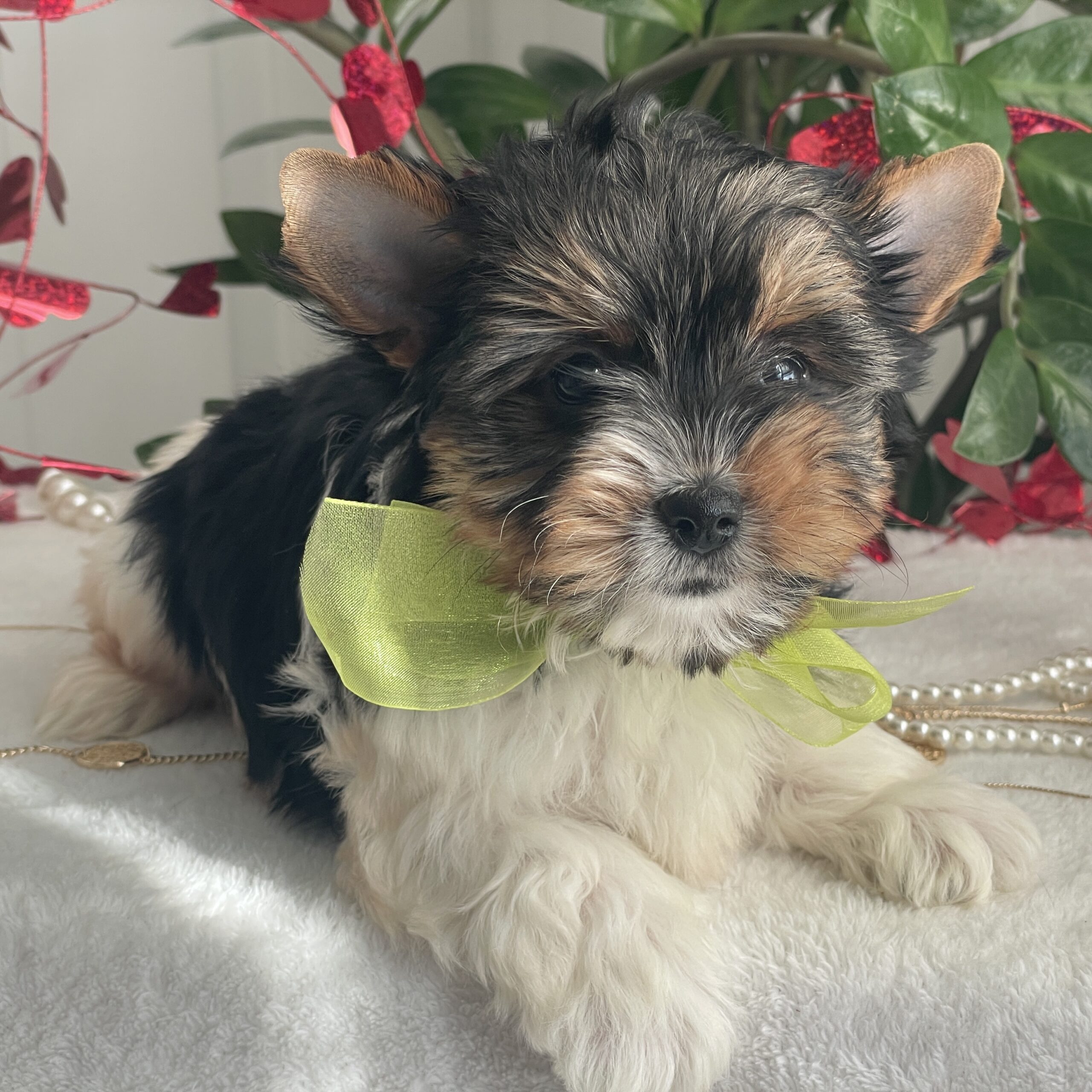 Tony - Contented Puppies Paradise Tony - Image 7