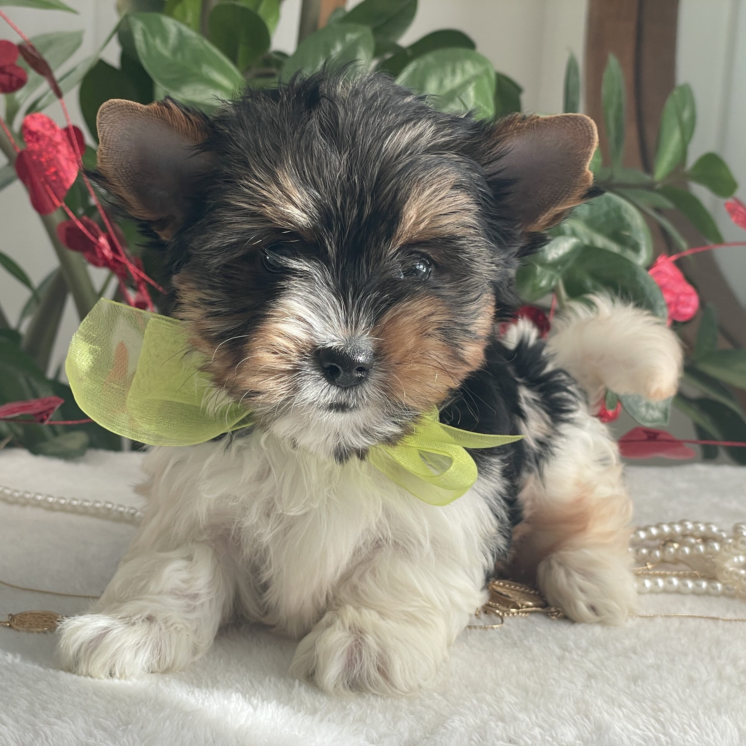 Tony - Contented Puppies Paradise Tony