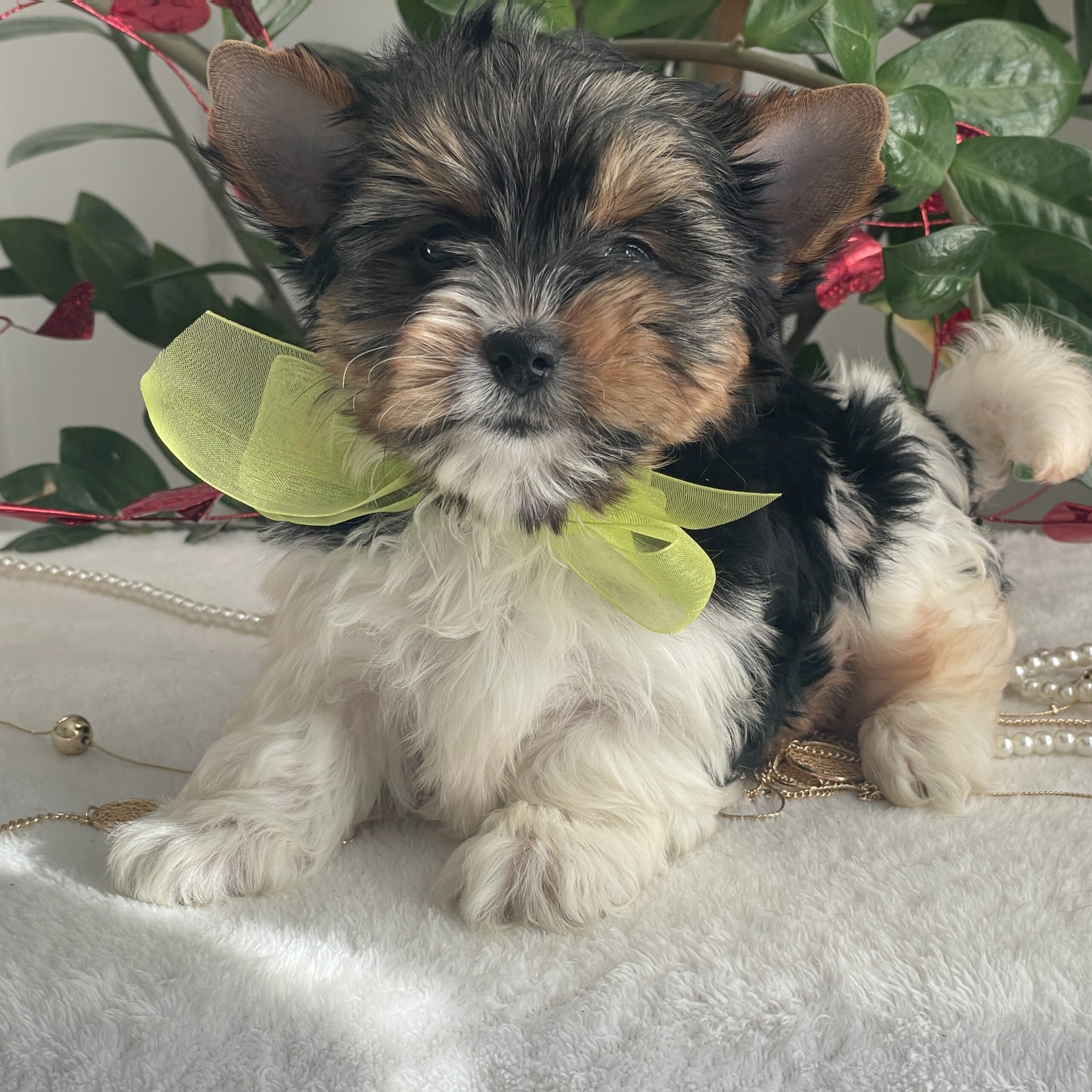 Tony - Contented Puppies Paradise Tony - Image 5