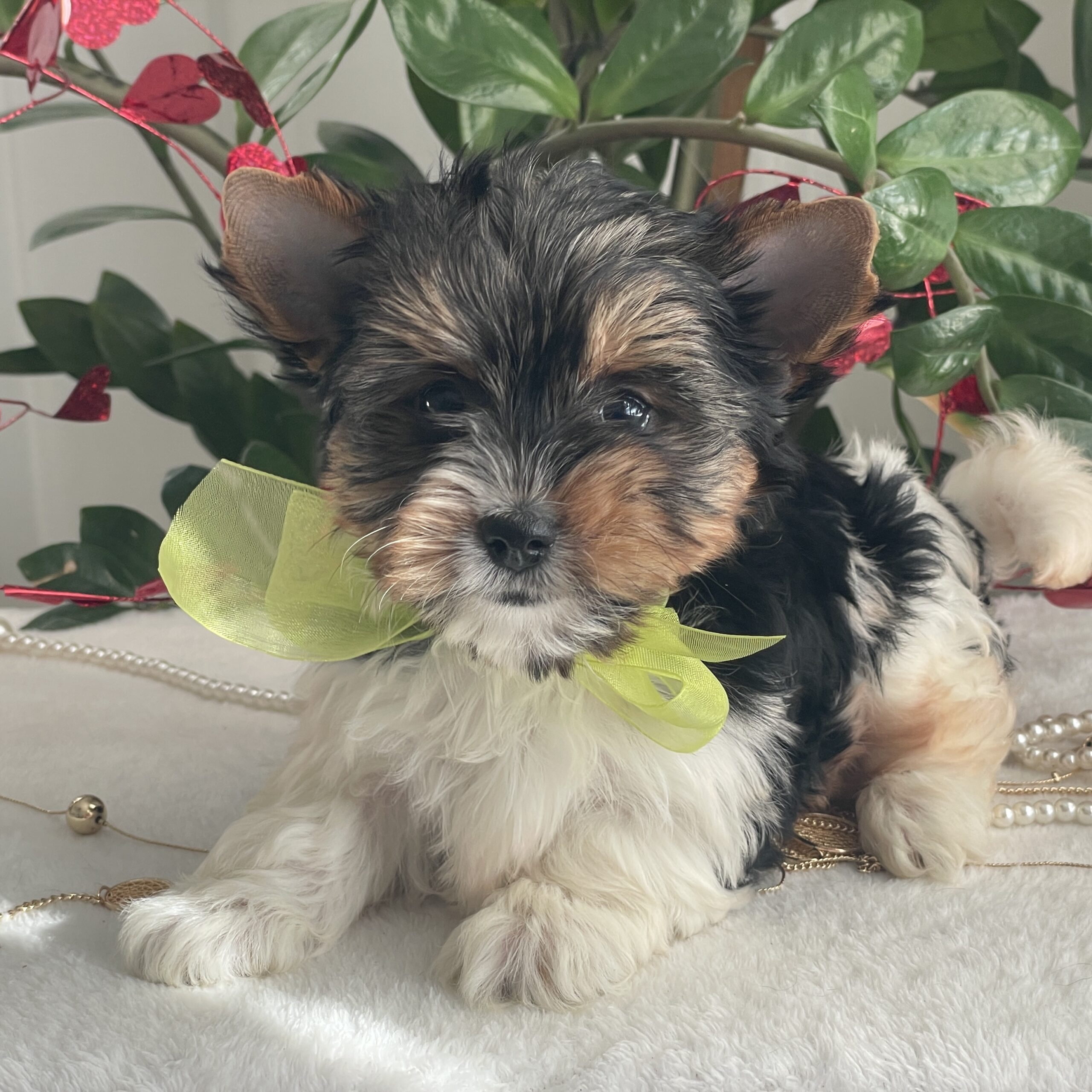 Tony - Contented Puppies Paradise Tony - Image 4