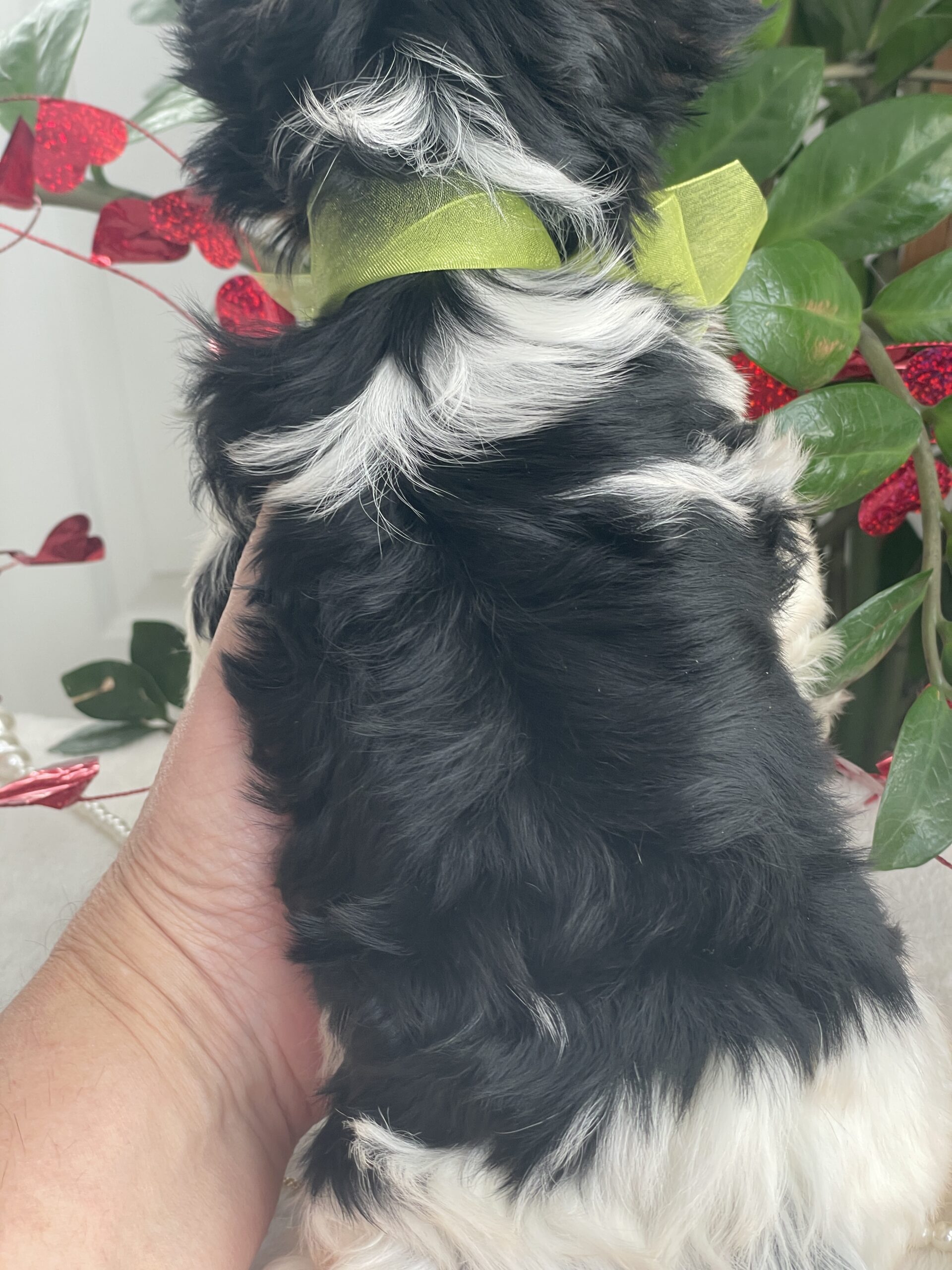 Tony - Contented Puppies Paradise Tony - Image 3