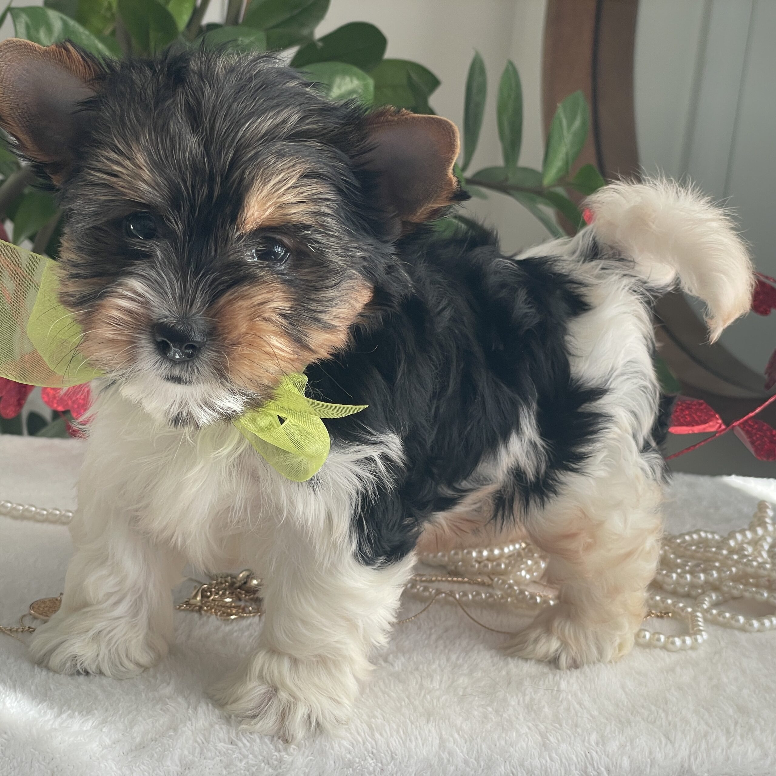 Tony - Contented Puppies Paradise Tony - Image 2