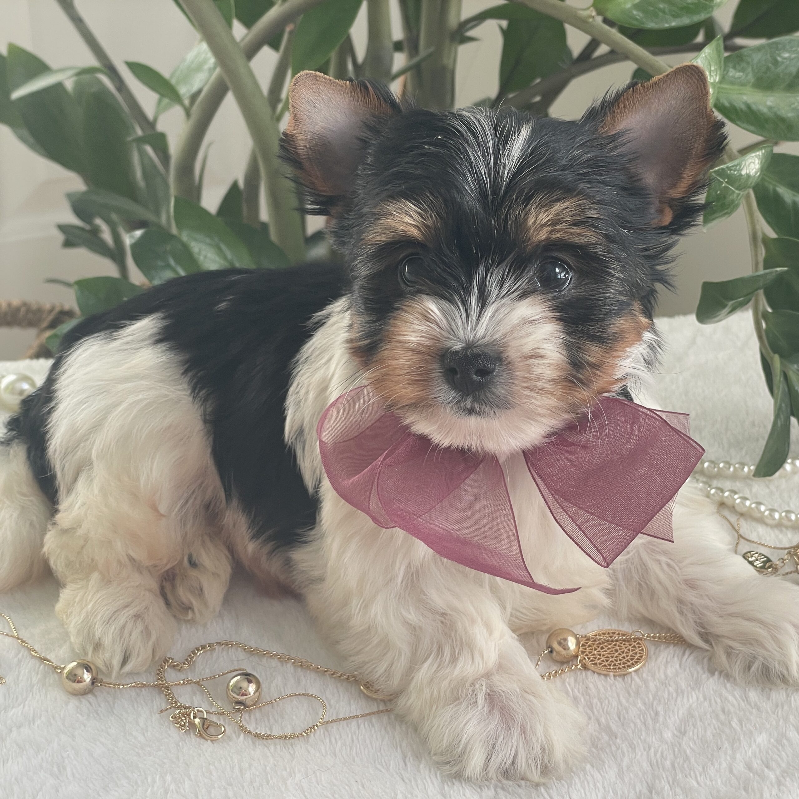 Talia - Contented Puppies Paradise Talia