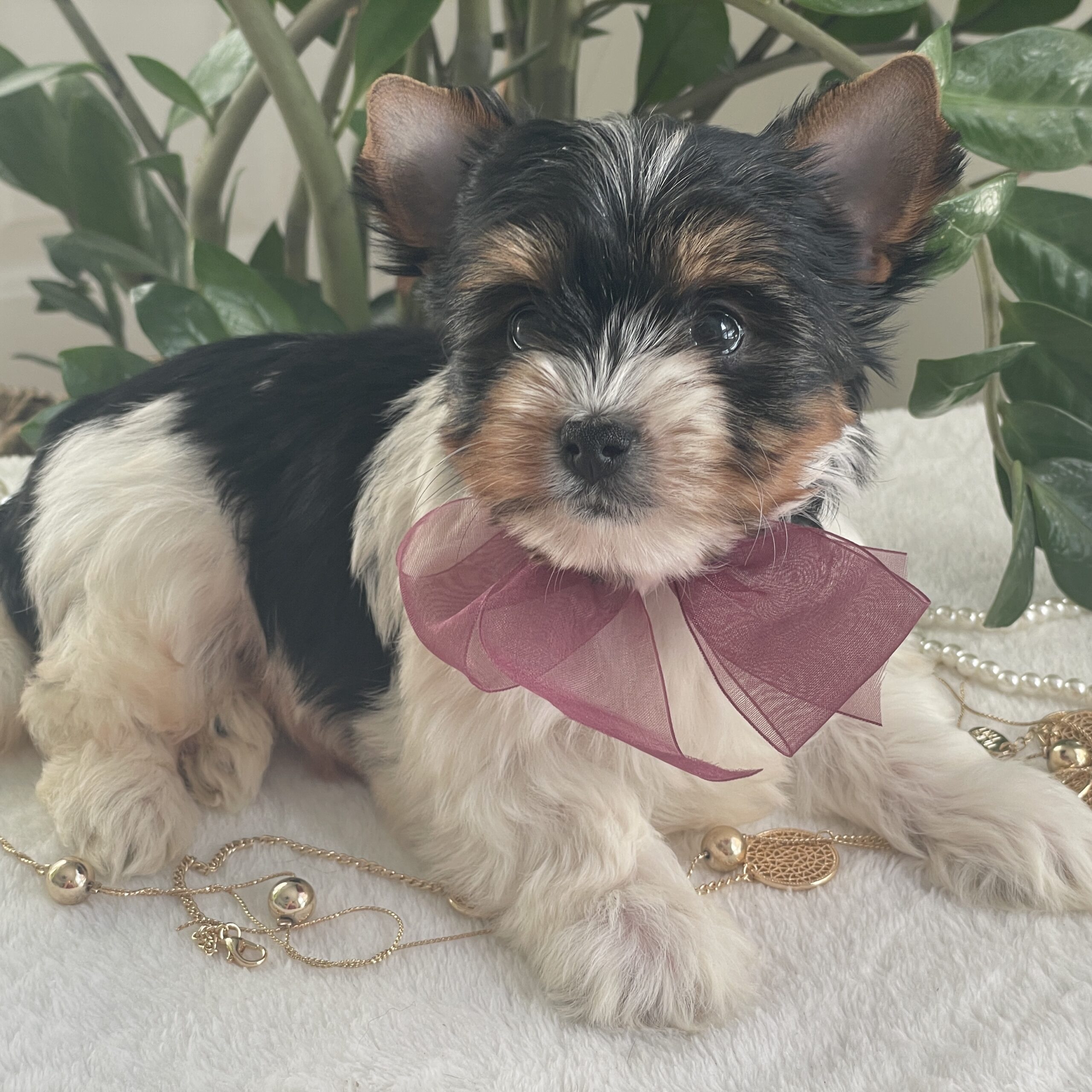 Talia - Contented Puppies Paradise Talia - Image 8