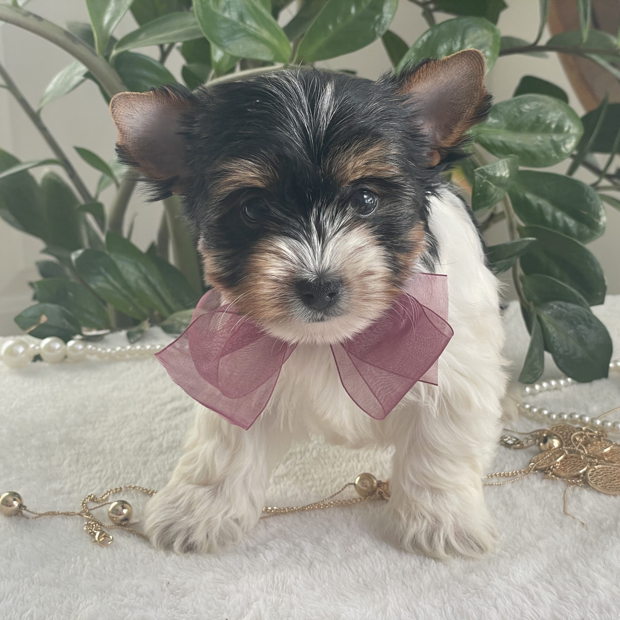 Talia - Contented Puppies Paradise Talia - Image 6