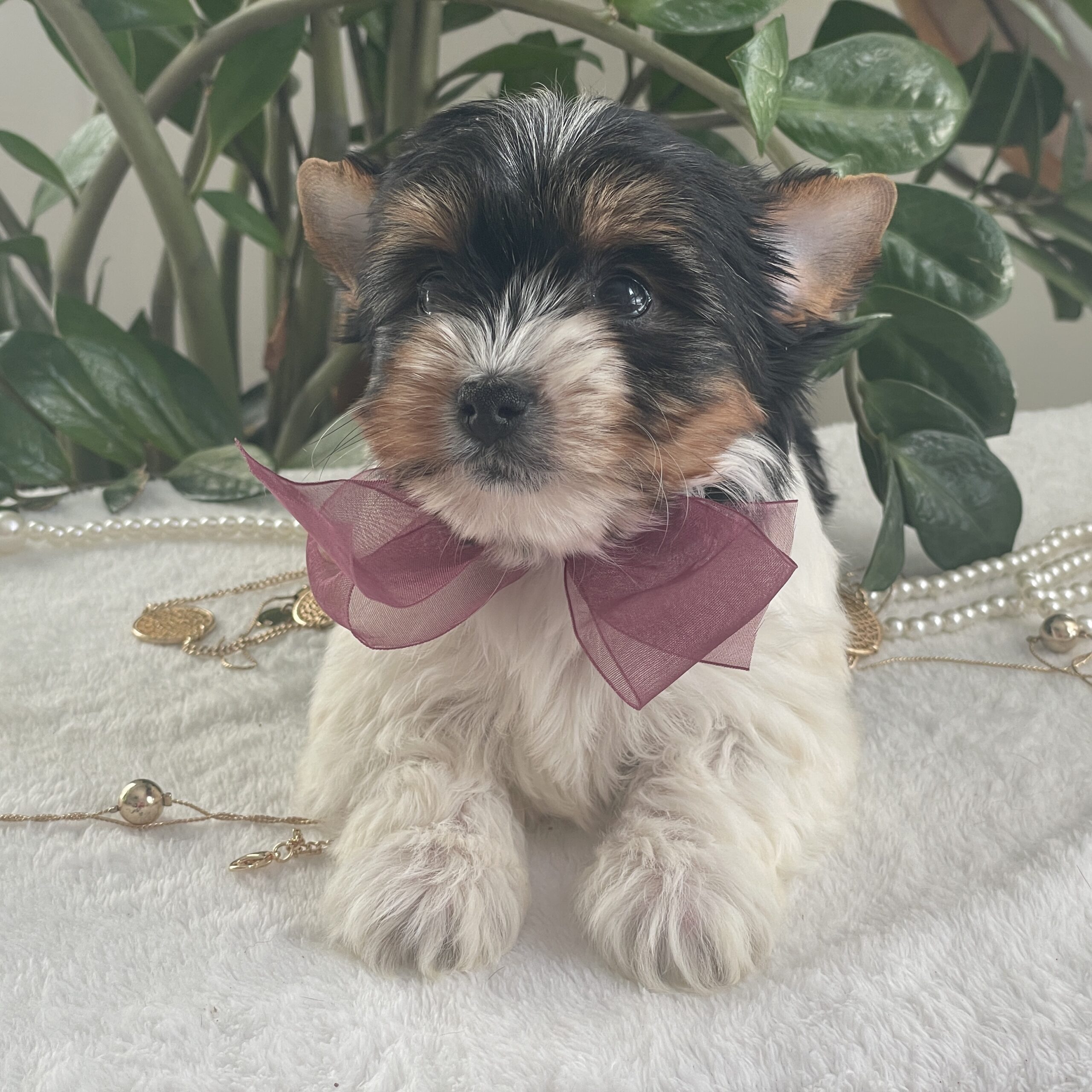 Talia - Contented Puppies Paradise Talia - Image 5