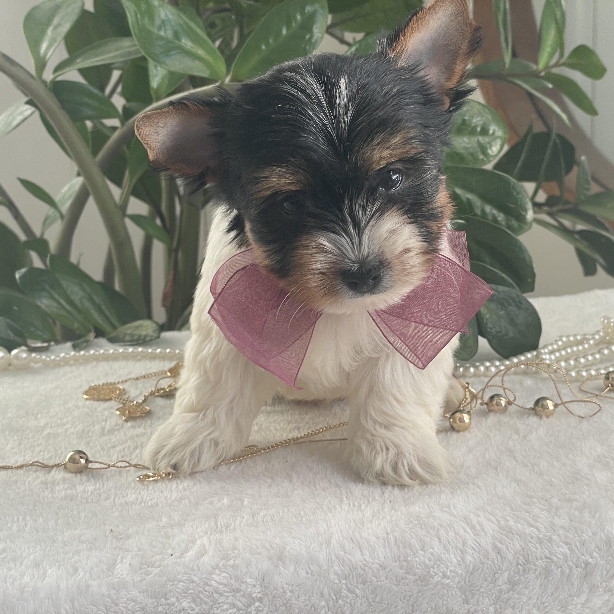 Talia - Contented Puppies Paradise Talia - Image 2