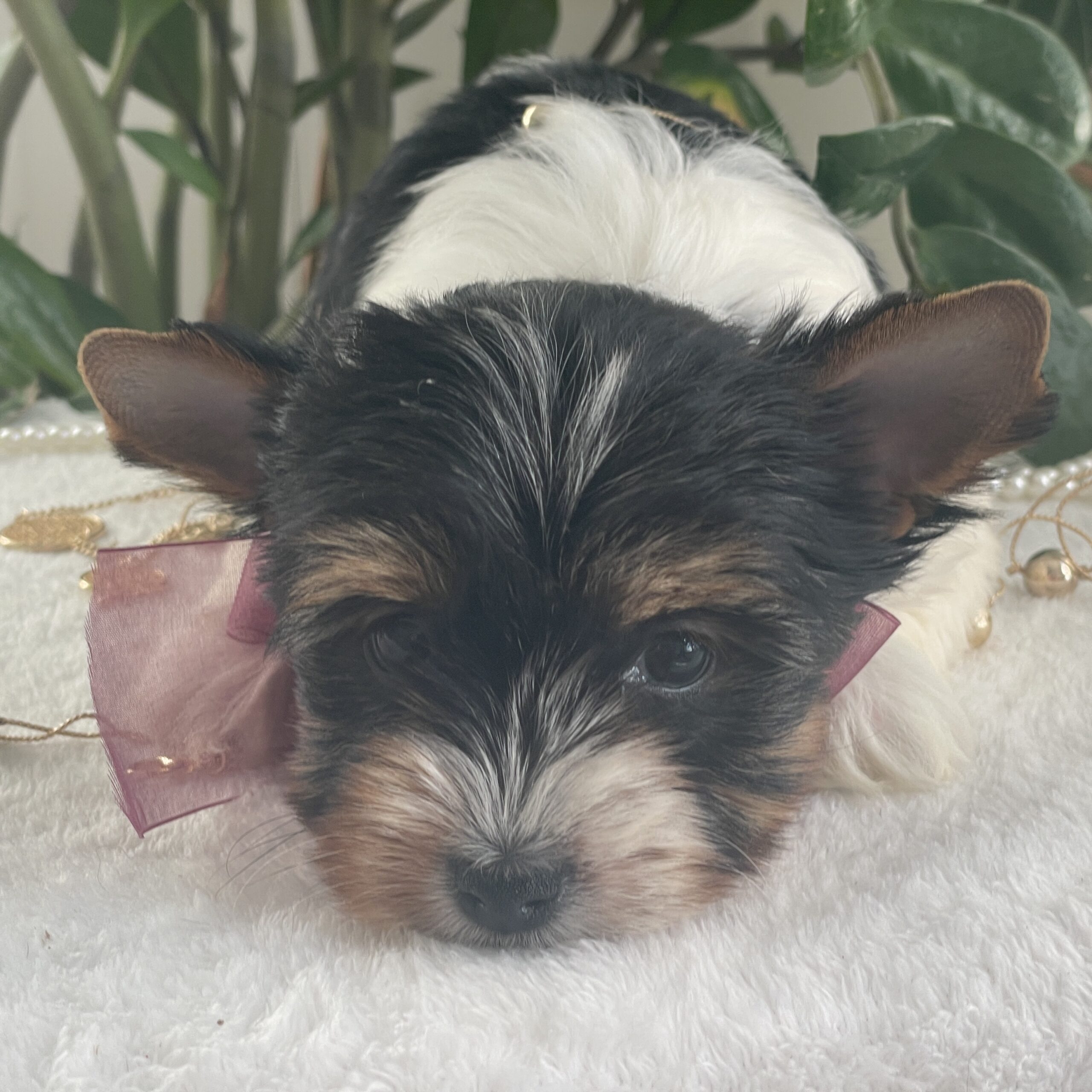 Talia - Contented Puppies Paradise Talia - Image 4