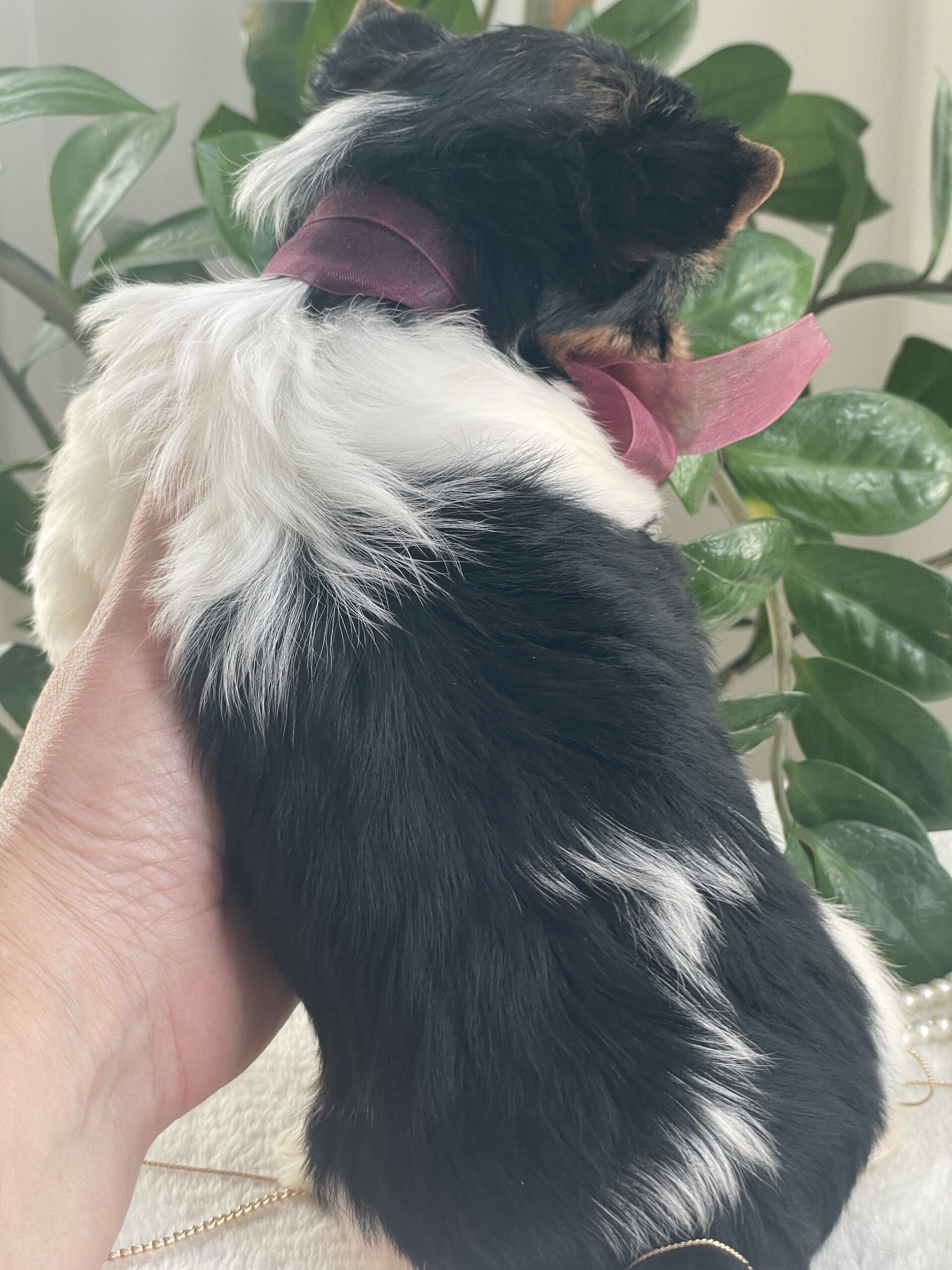 Talia - Contented Puppies Paradise Talia - Image 3