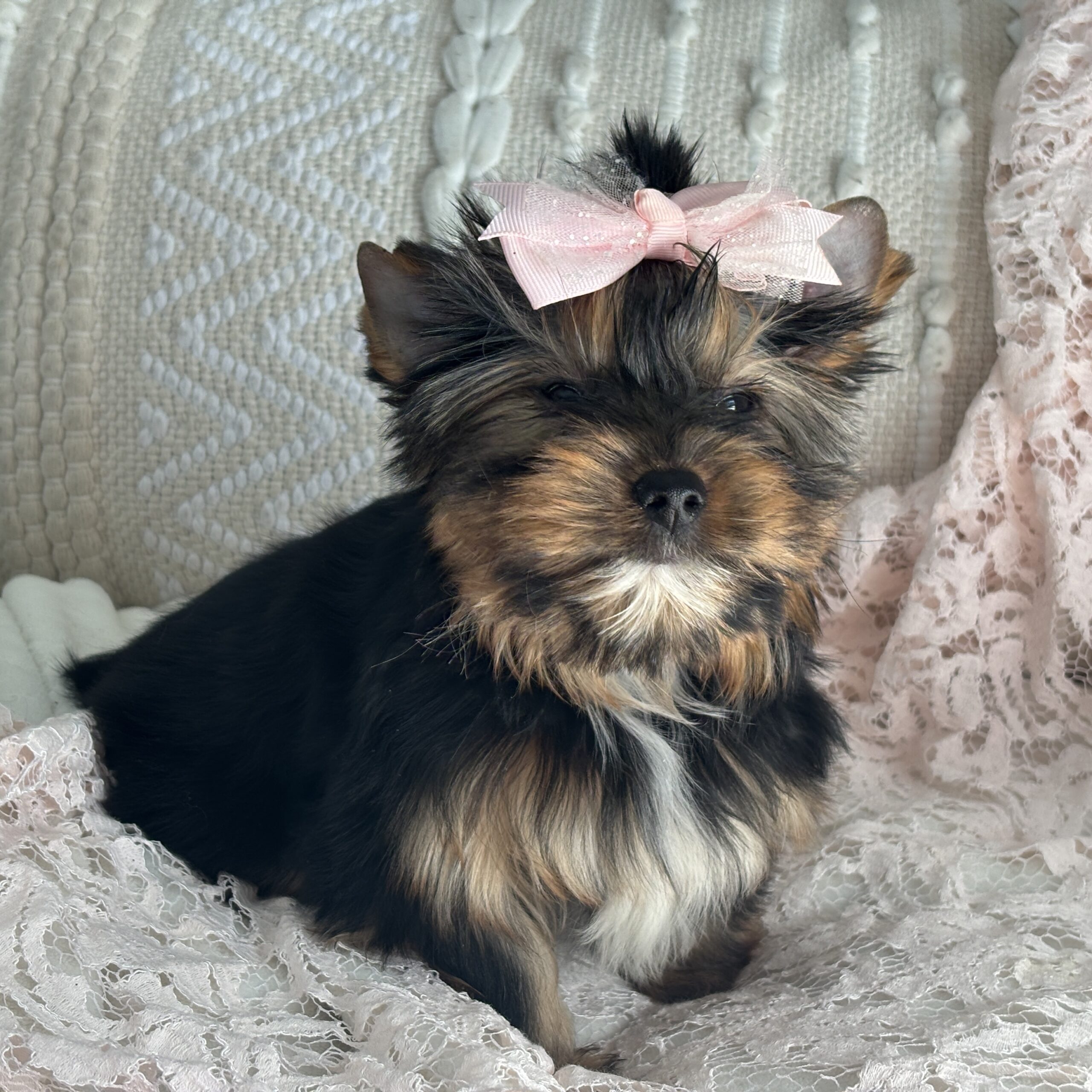 Becky - Contented Puppies Paradise Becky - Image 8