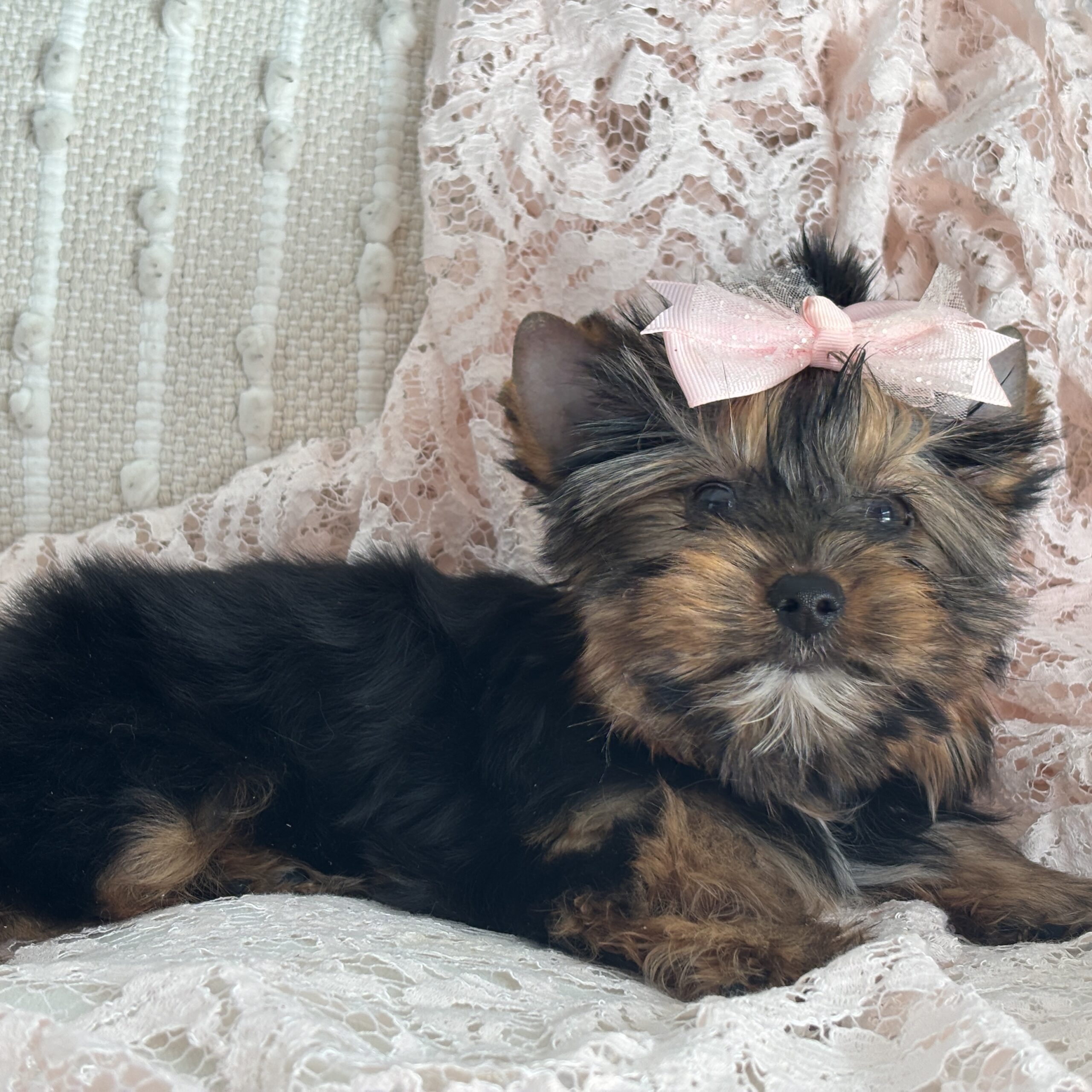 Becky - Contented Puppies Paradise Becky - Image 7