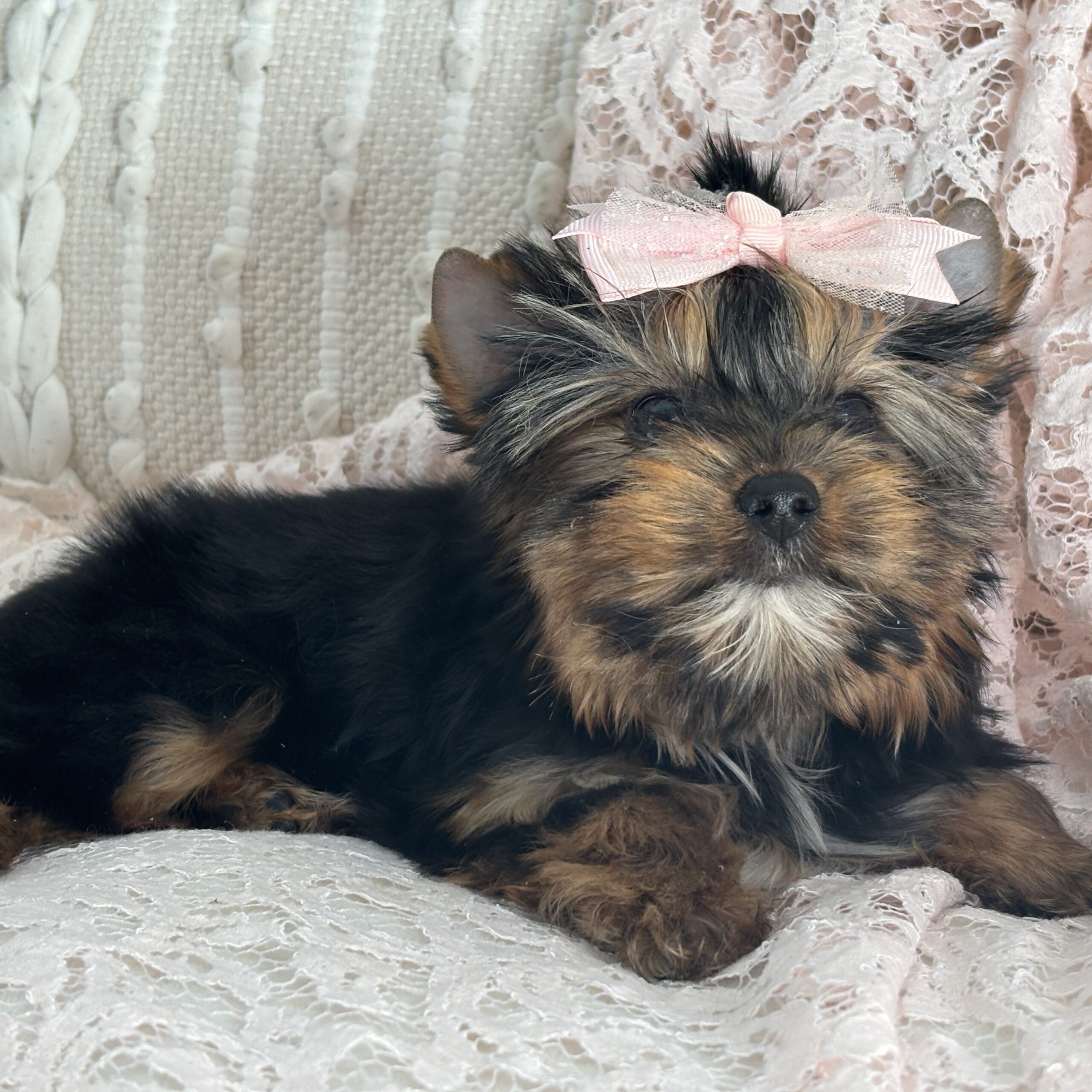 Becky - Contented Puppies Paradise Becky - Image 6